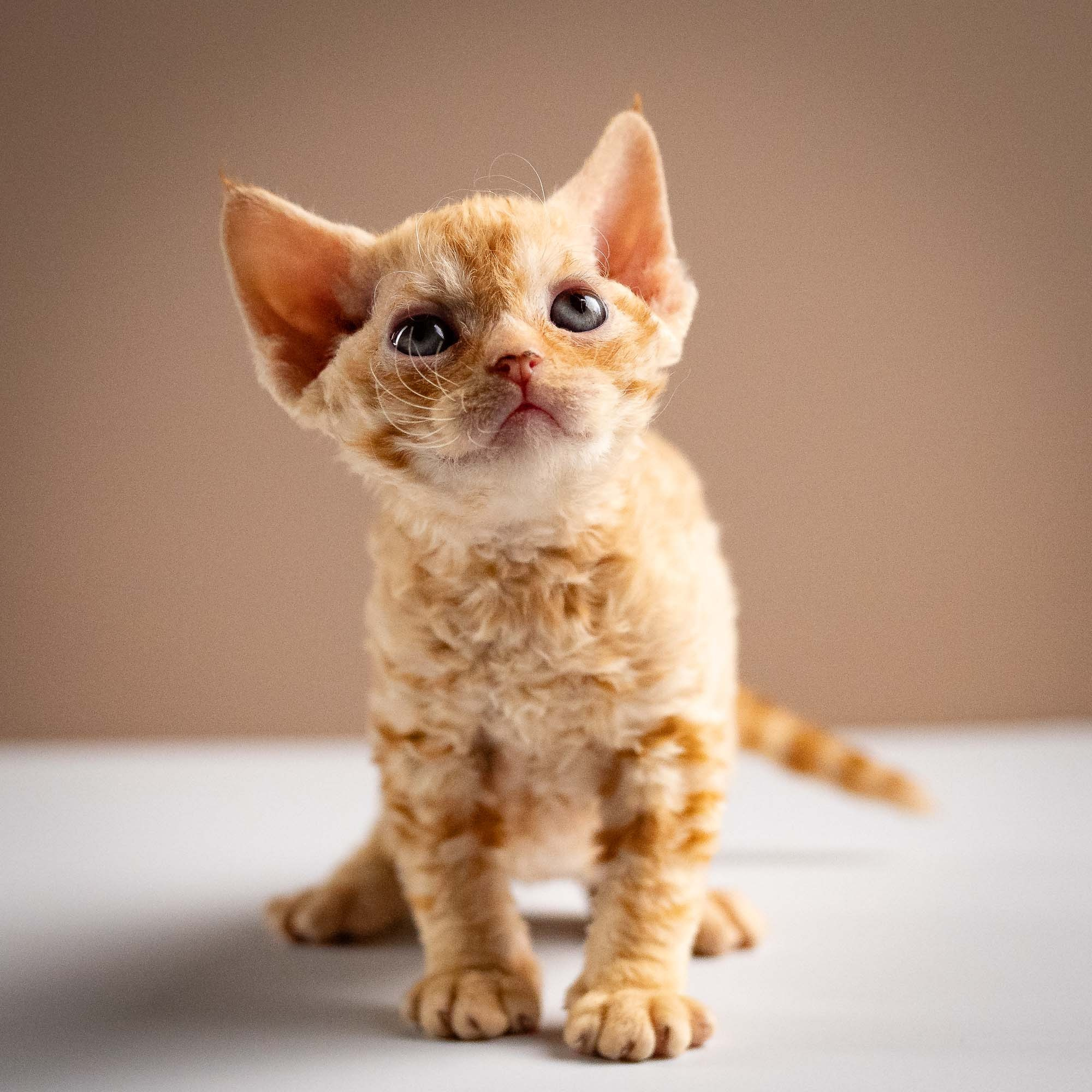 Piper, girl, born 02.11.26. Devon Rex Pixie Cattery