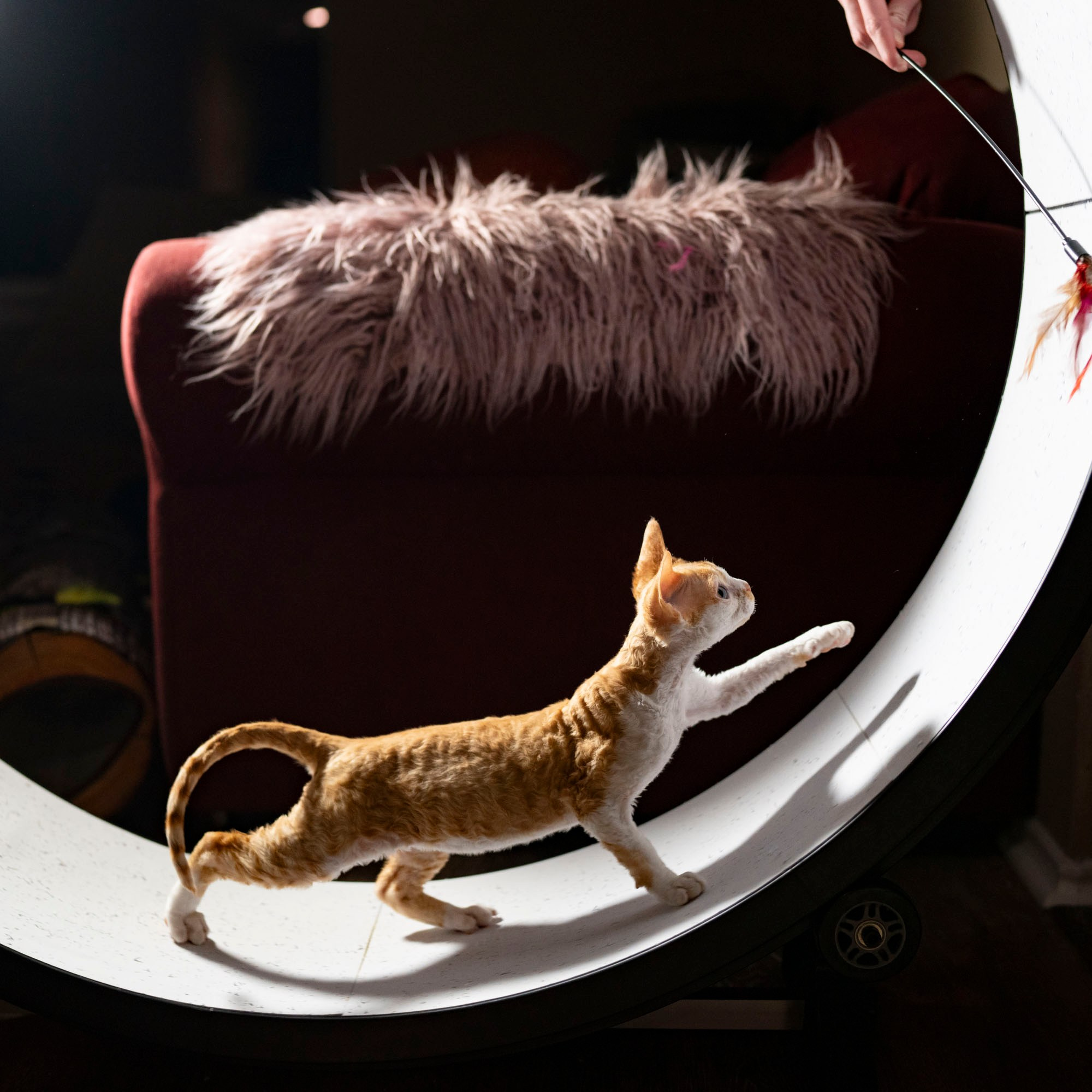 Buster, Boy, born on 29.07.23, SOLD. Devon Rex Pixie Cattery