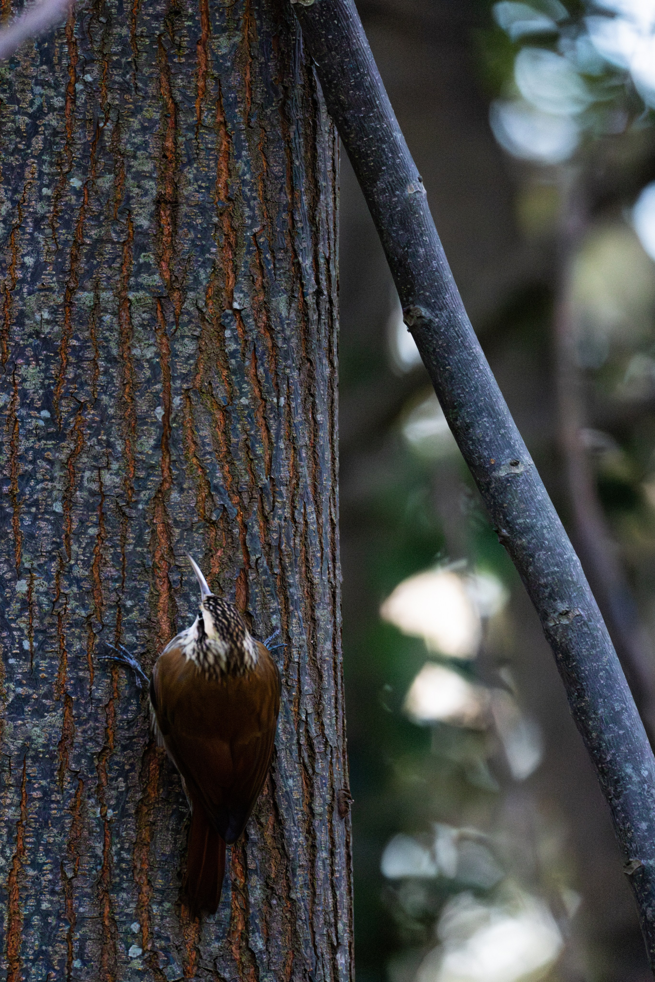 WildLife. Фотограф в Буэнос-Айресе