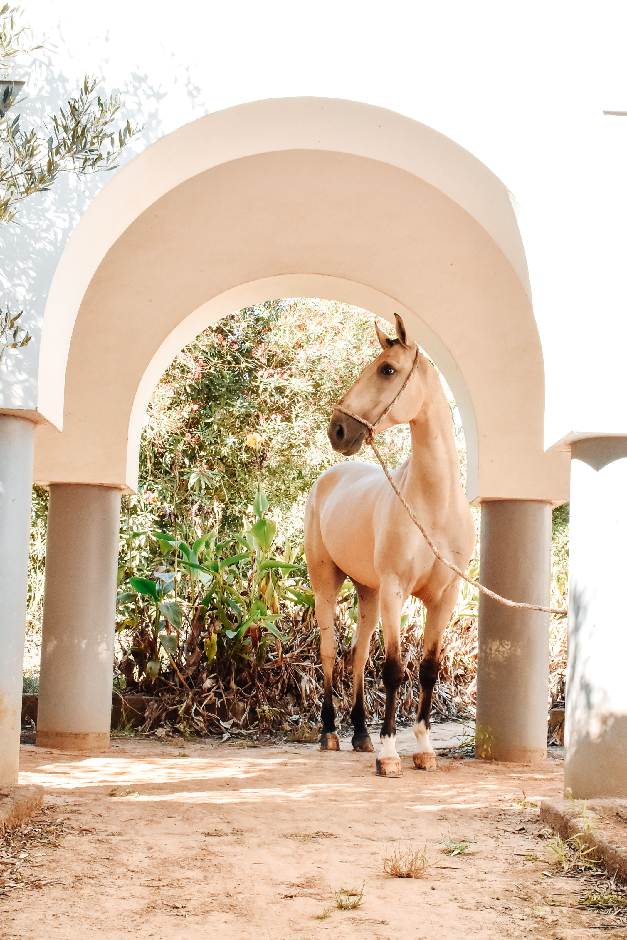 Horses. Niaferreiraphotography