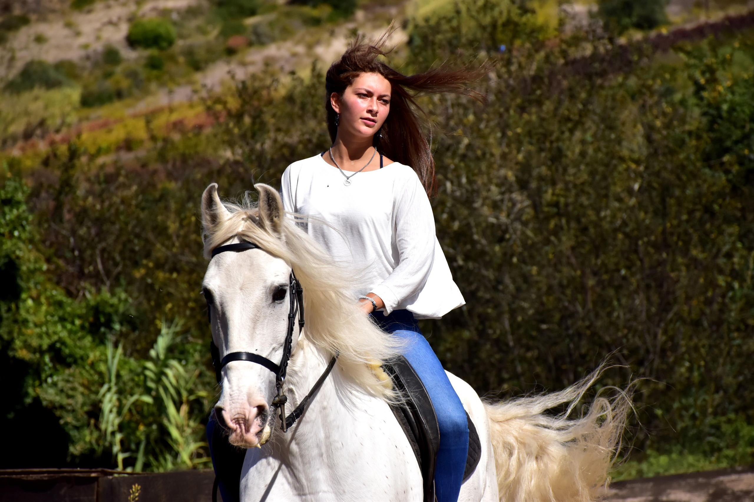 Horses. Niaferreiraphotography