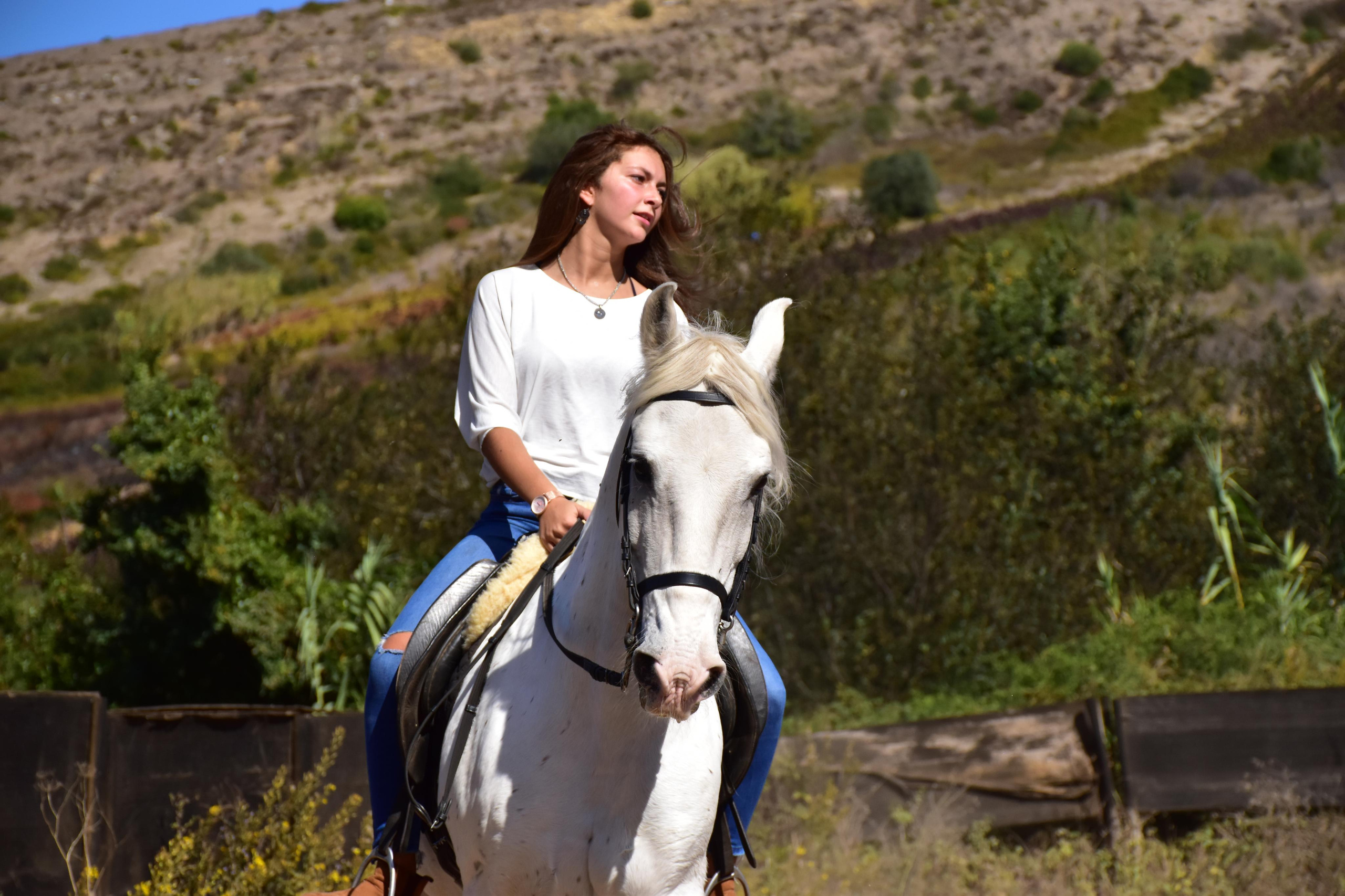 Horses. Niaferreiraphotography