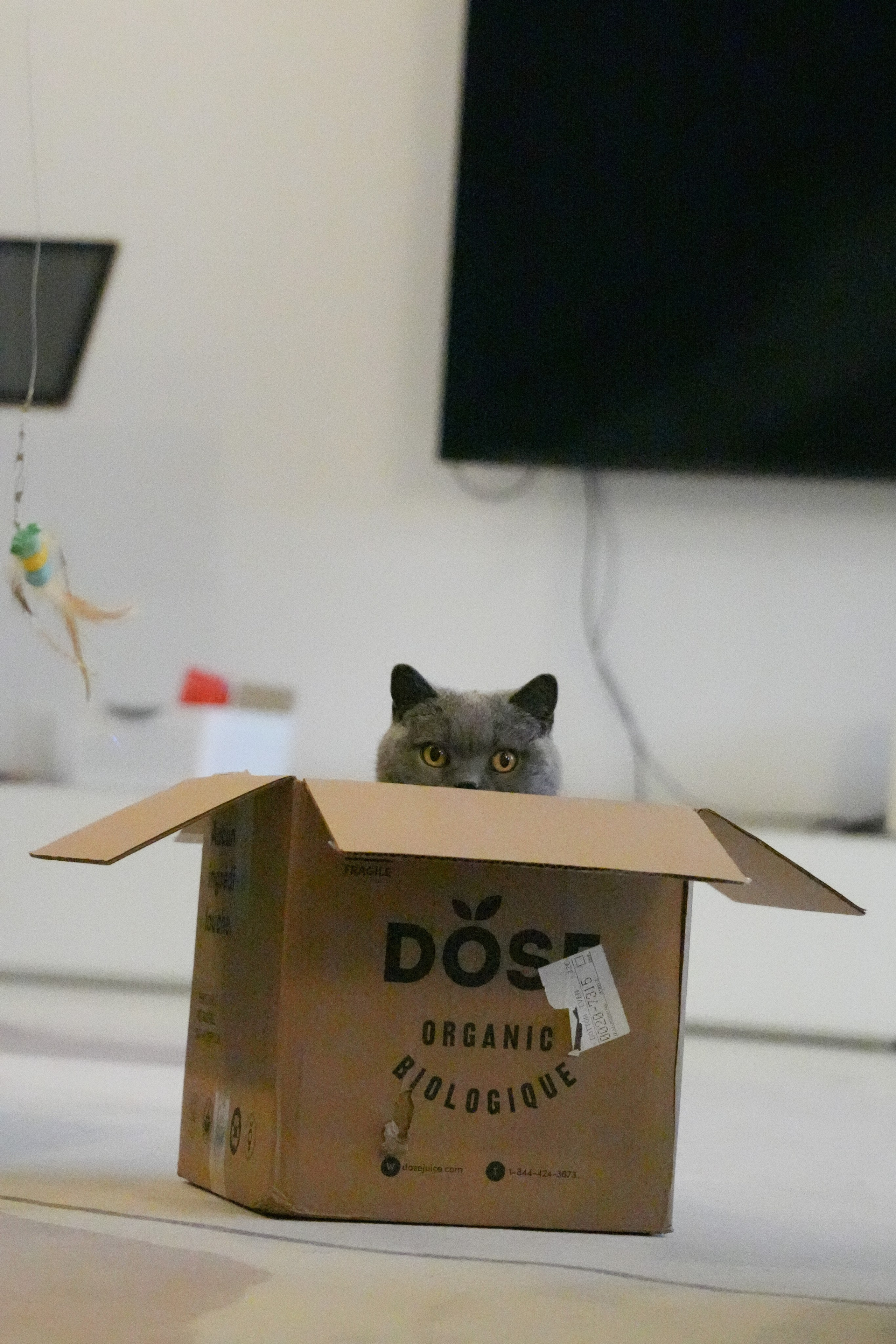 Pets. Shuttergry Photography