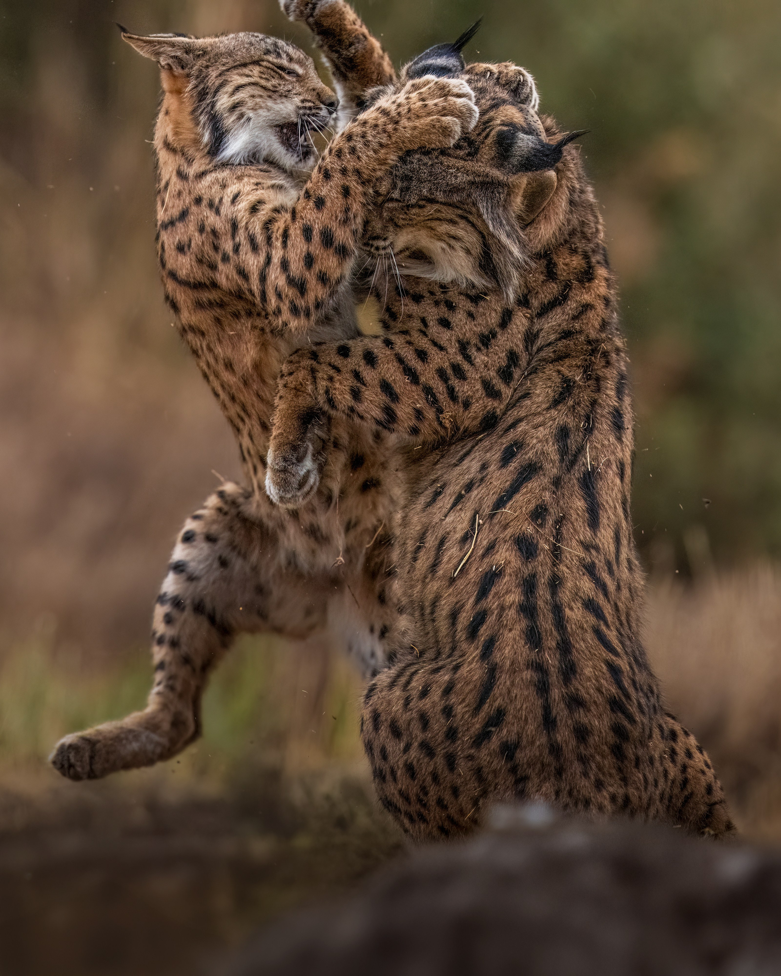 GALLERY. Fine art wildlife photographer Alexandra Surkova