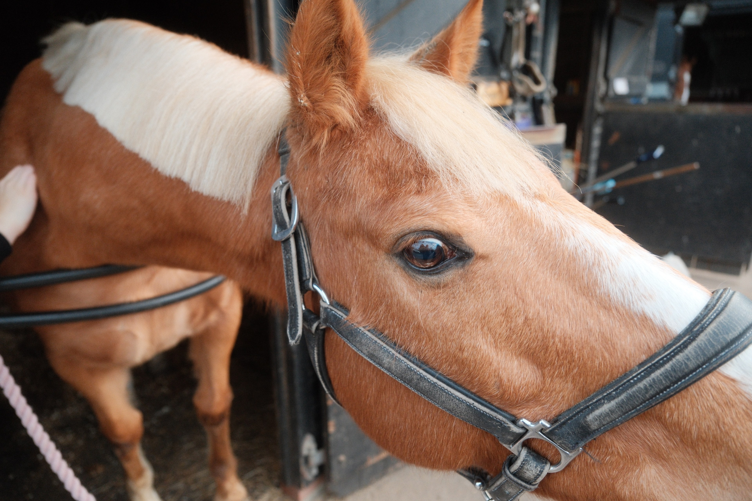 Portrait photography with Fudge the horse. Cal Takes Photos
