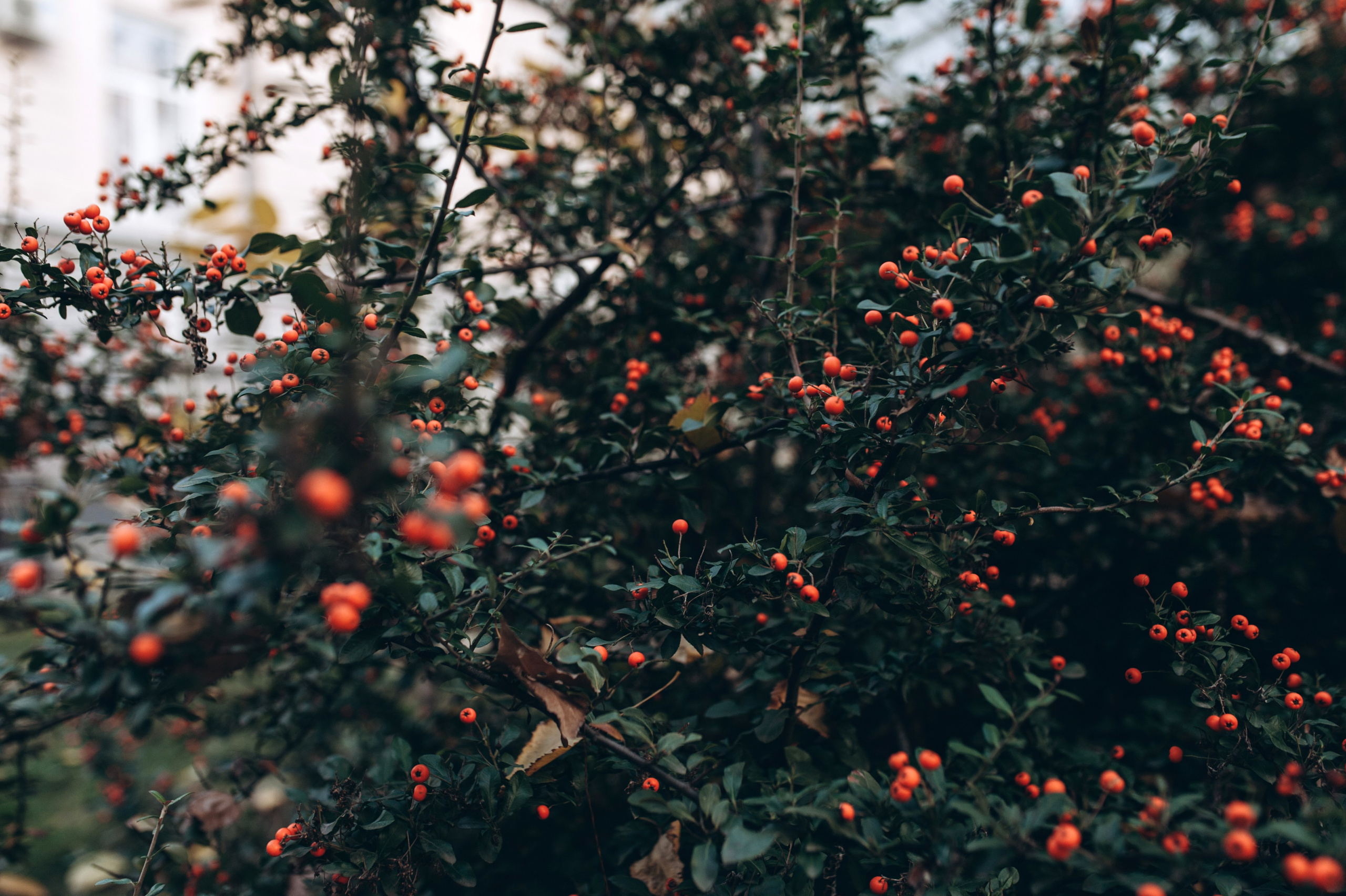 Anna & Serhii. Familien- und Hochzeitsfotografin. Ich arbeite in Koblenz und Rheinlan