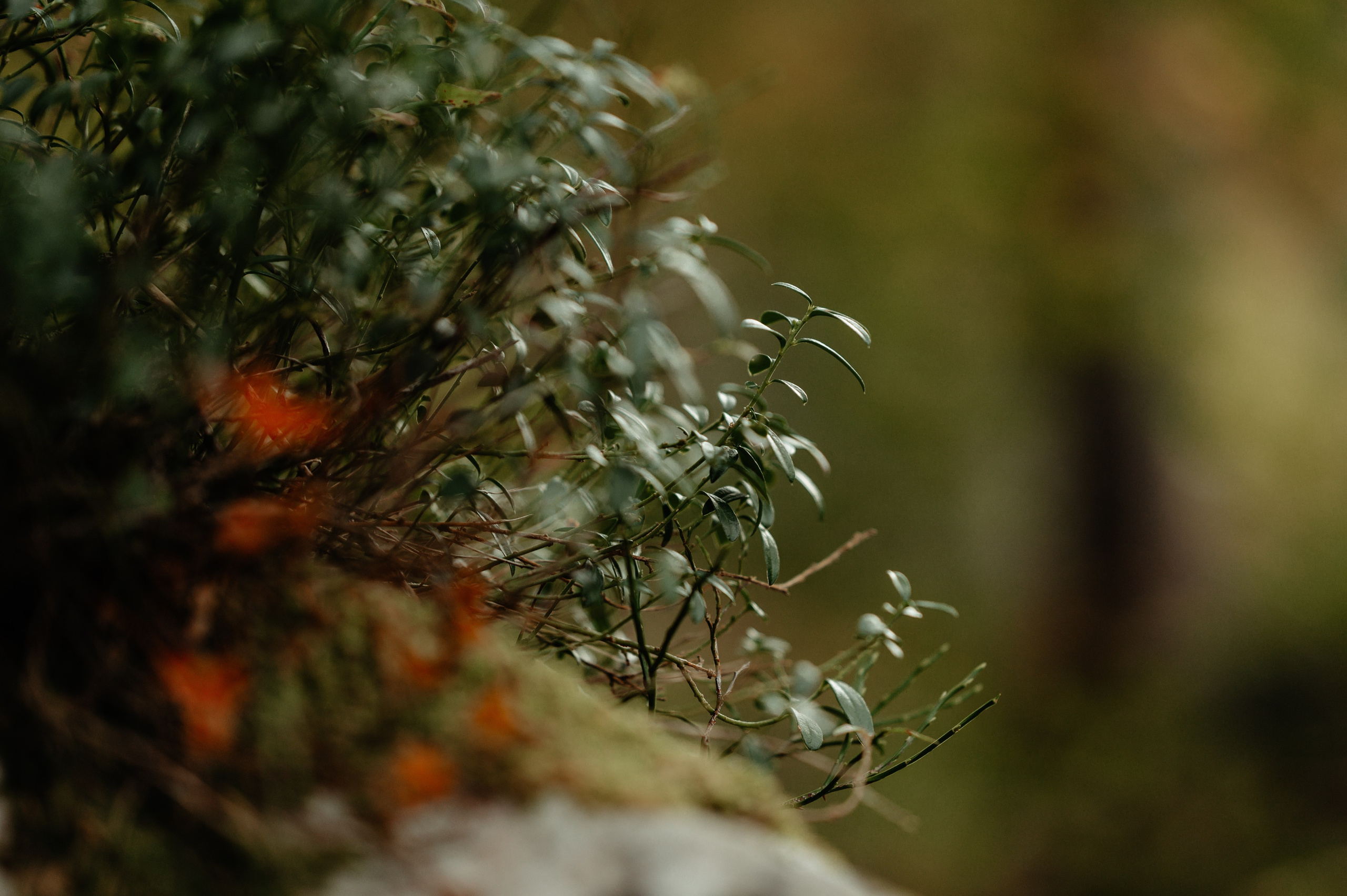 Denis Hanganu din Clanul si sotia lui Raluca, in Hintersee Austria. Proud Vision Weddings | Wedding Photography & Film — Servicii profesionale Foto Video Nunta Iasi