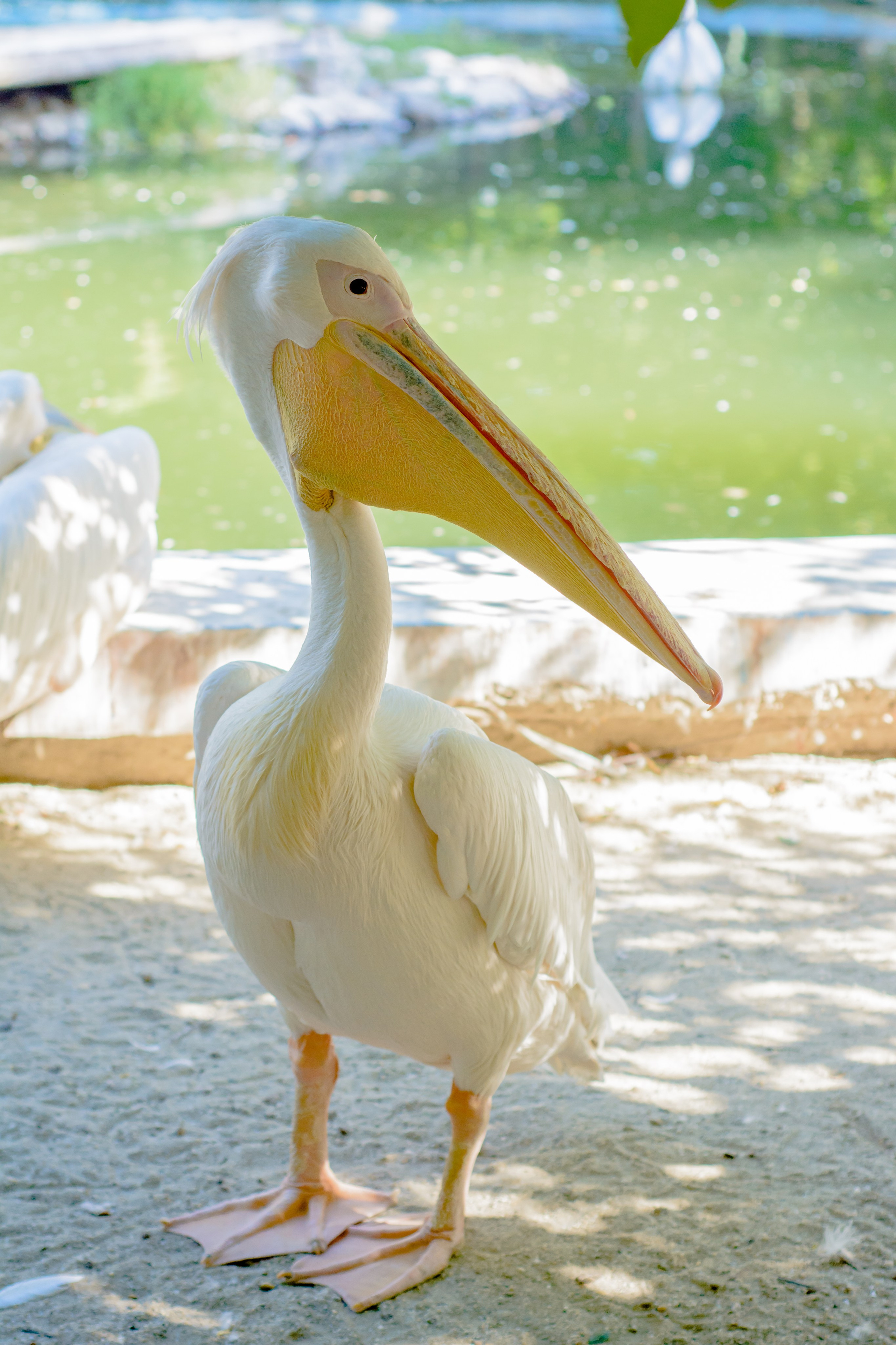 ~Animale si alte vietati~. Andreea Ivan art-Fotograf Constanta, Fotograf profesionist Constanta, Fotograf de nunta Constanta, botez, sedinte foto cu tematica, portret