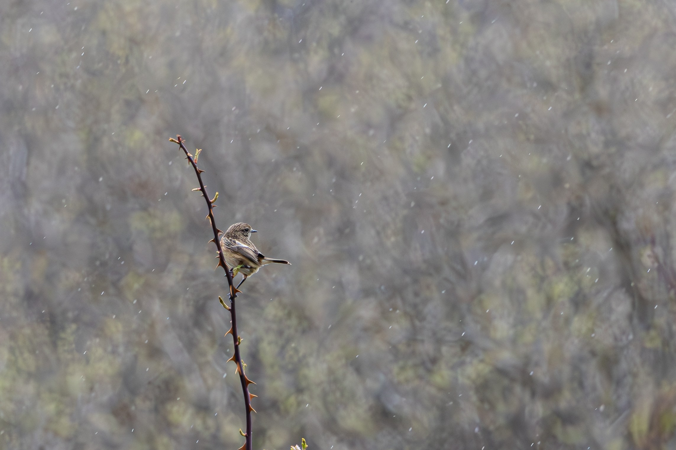საგაზაფხულო გასეირნება წავკისისწყალის ხეობაში. FramefreeMan
