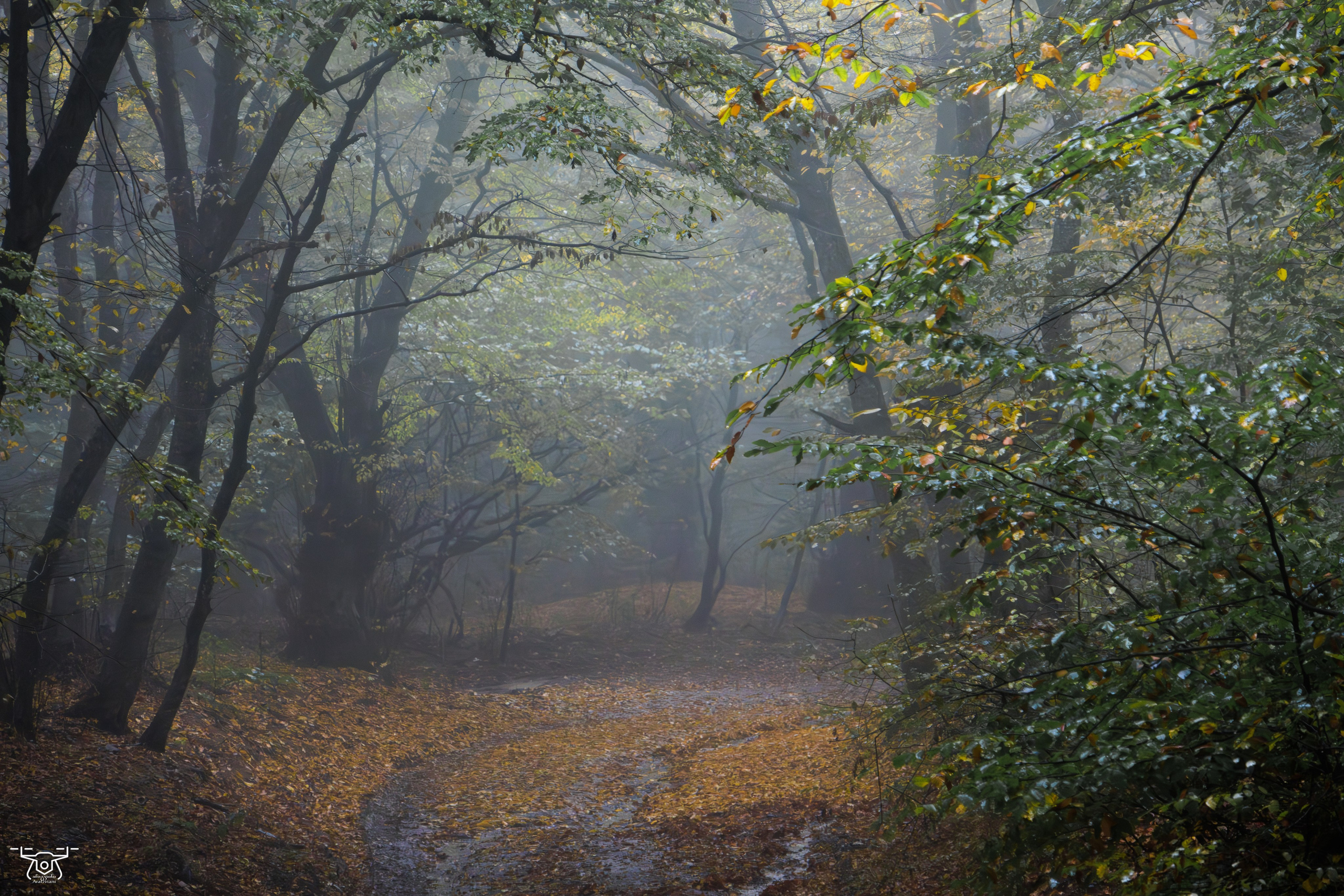 კოჯრის ტყის ნისლები. FramefreeMan