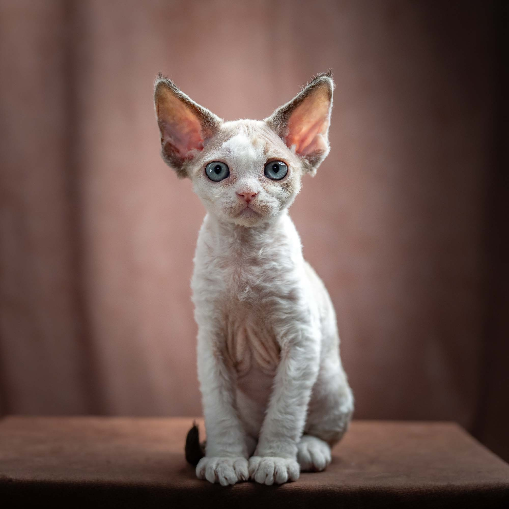 Frodo, boy, born on 01.01.25. Devon Rex Pixie Cattery