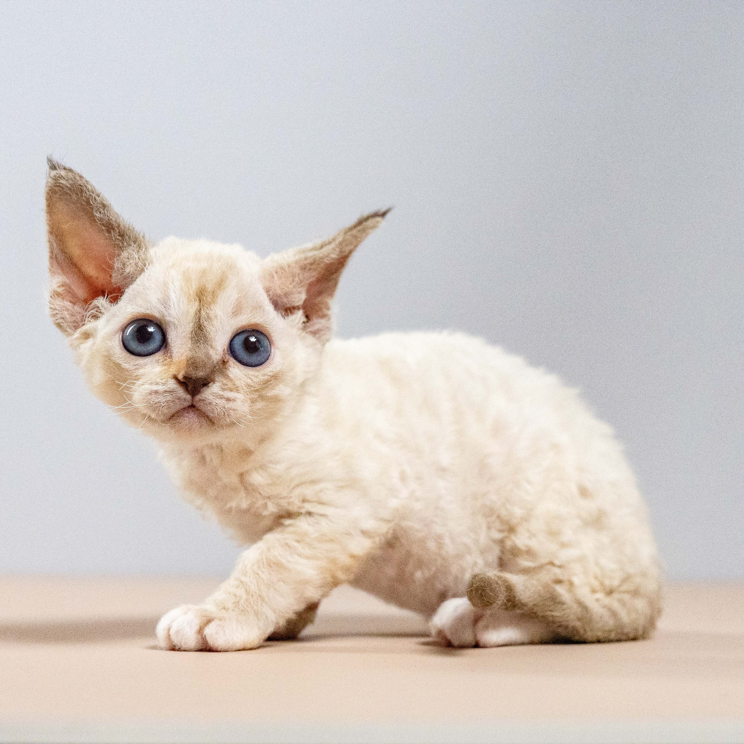 Lily, girl, born 12.20.2025. Devon Rex Pixie Cattery