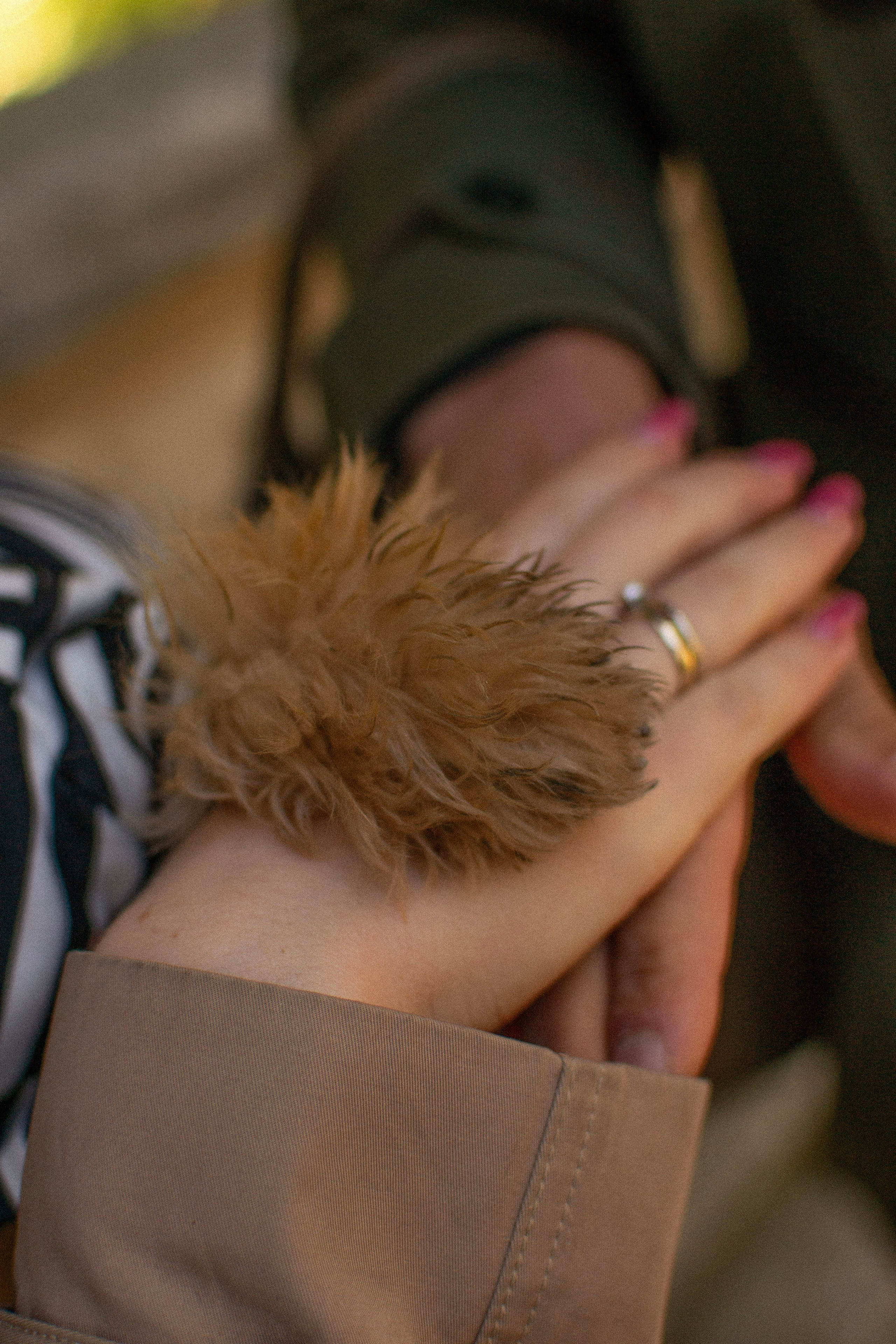 Barney, Nastya et Kolya. Photographe animalier à Paris Anna Pereira