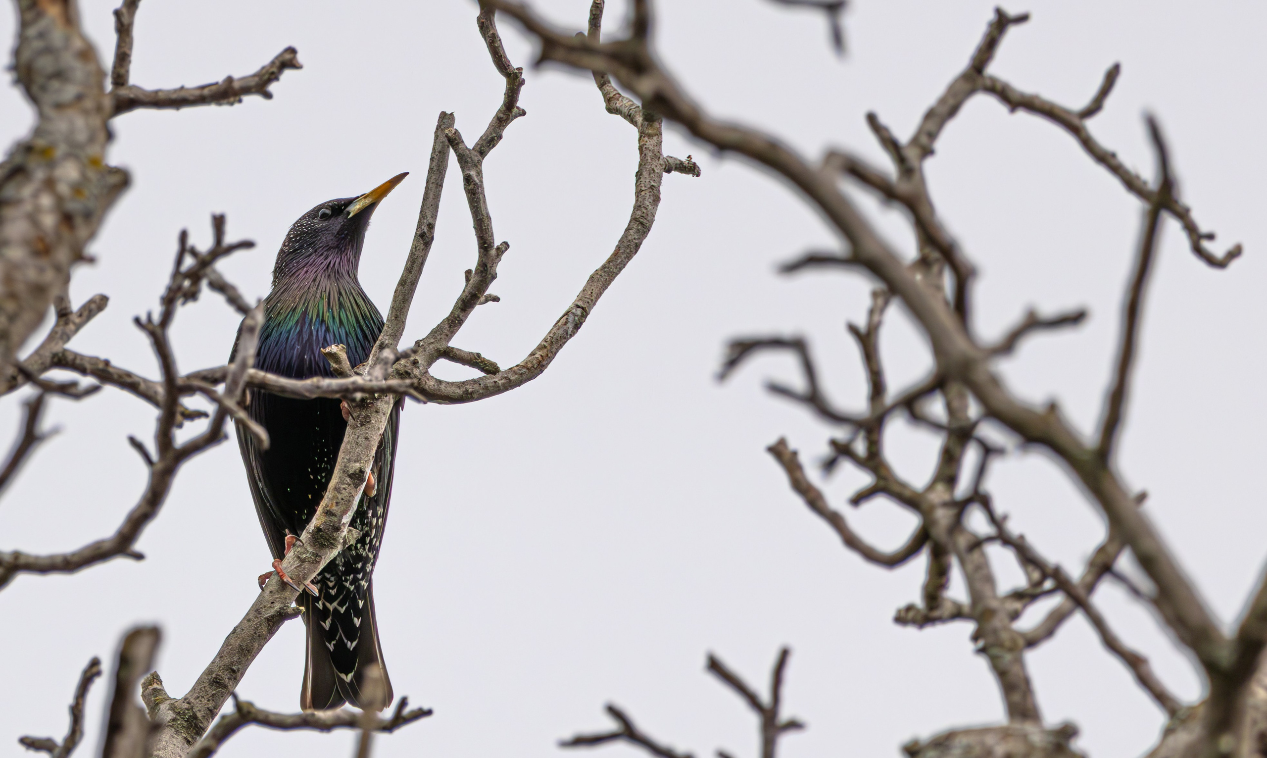 საგაზაფხულო გასეირნება წავკისისწყალის ხეობაში. FramefreeMan