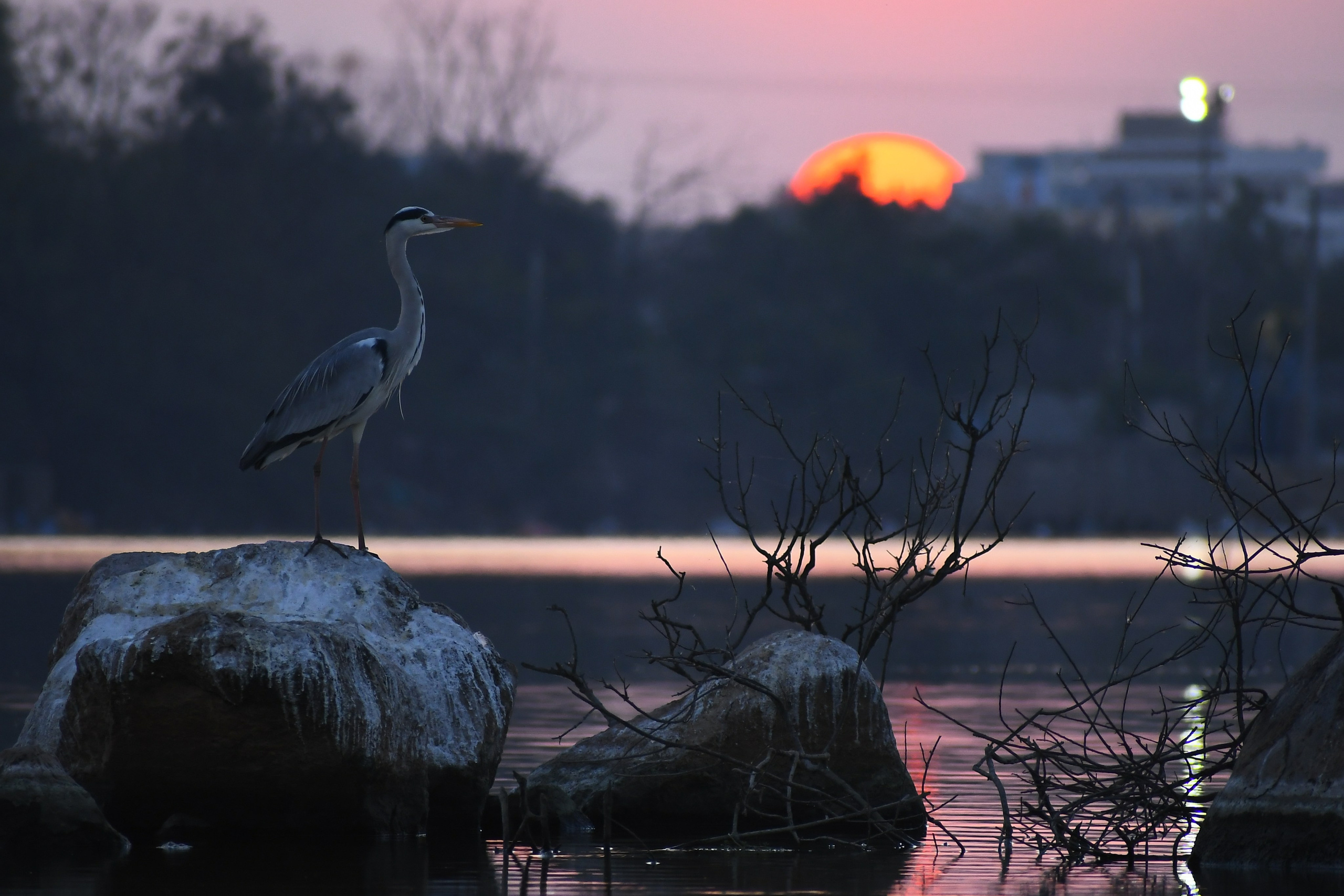Wildlife. Portfolio By Nikhil