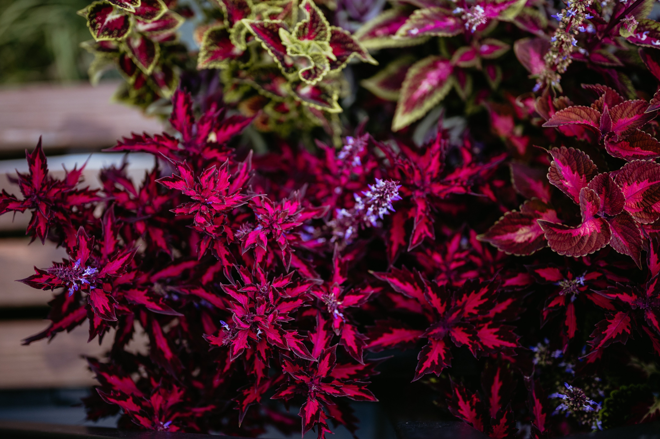 Flavio si Sarona. Valentin Melen — wedding photographer