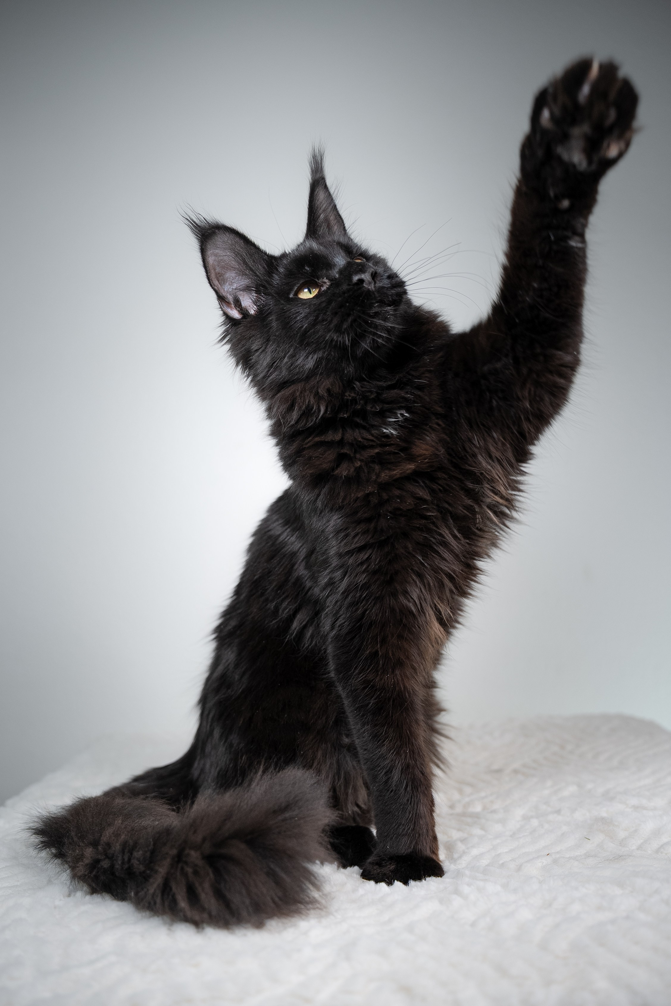 Senator Grand. Senator Cat — Maine Coon cattery