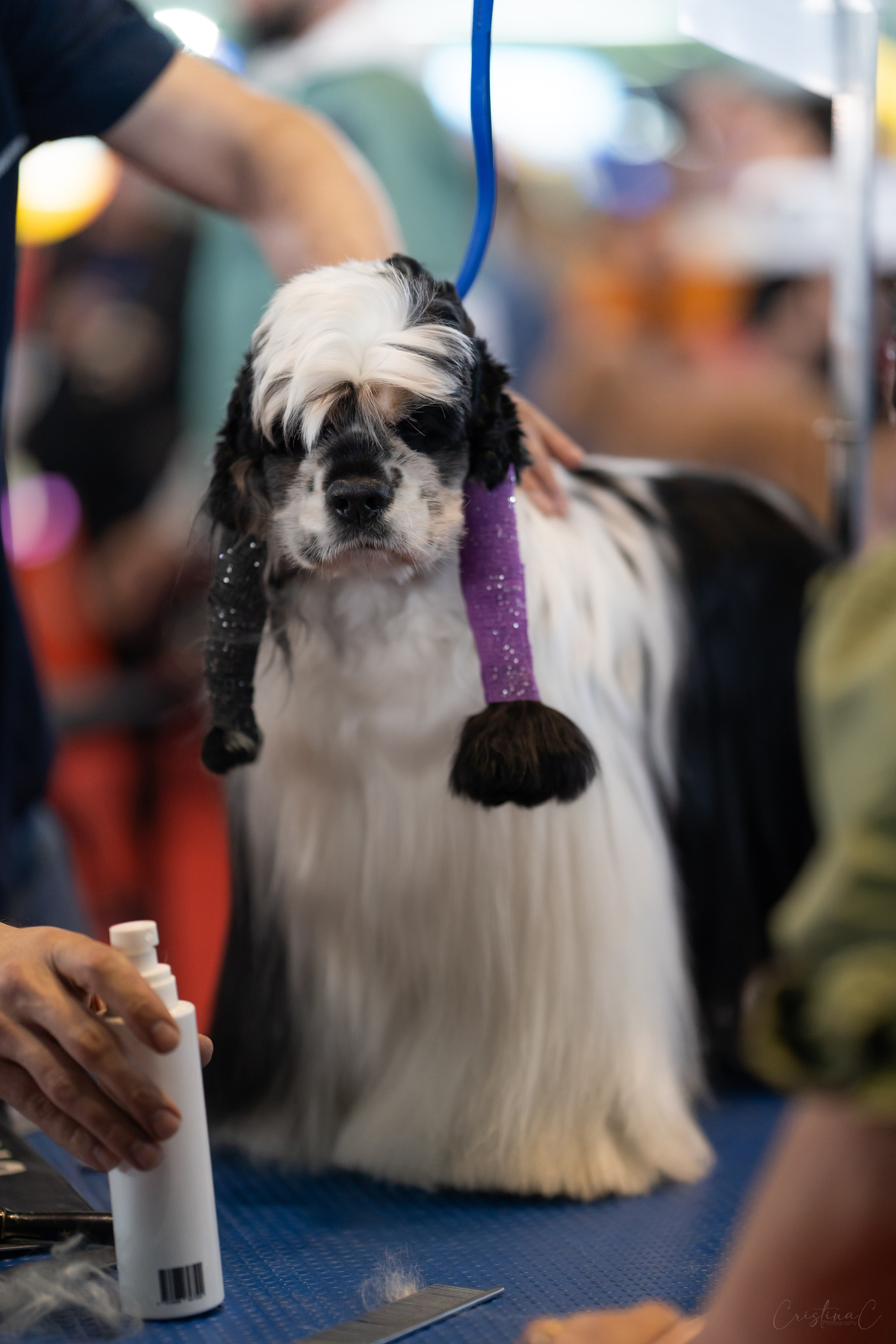 Pet Expo 2025. Bycristinaciobanu