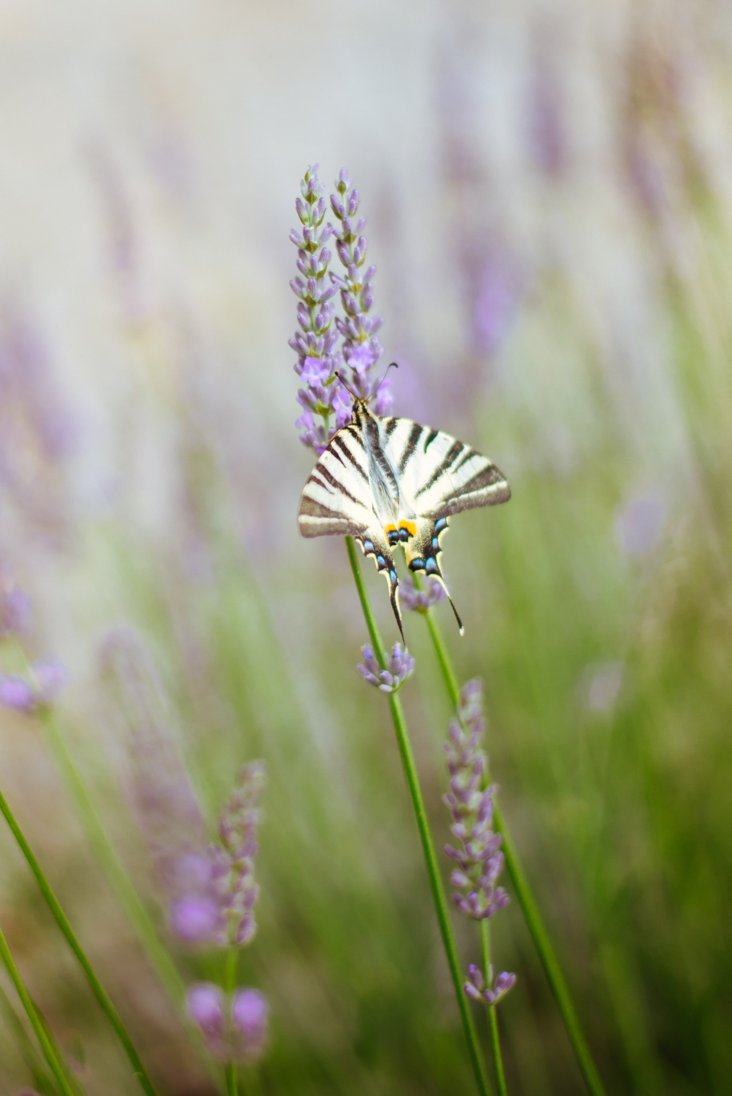 Lucie + Michal. Lifestyle, wedding and family photographer