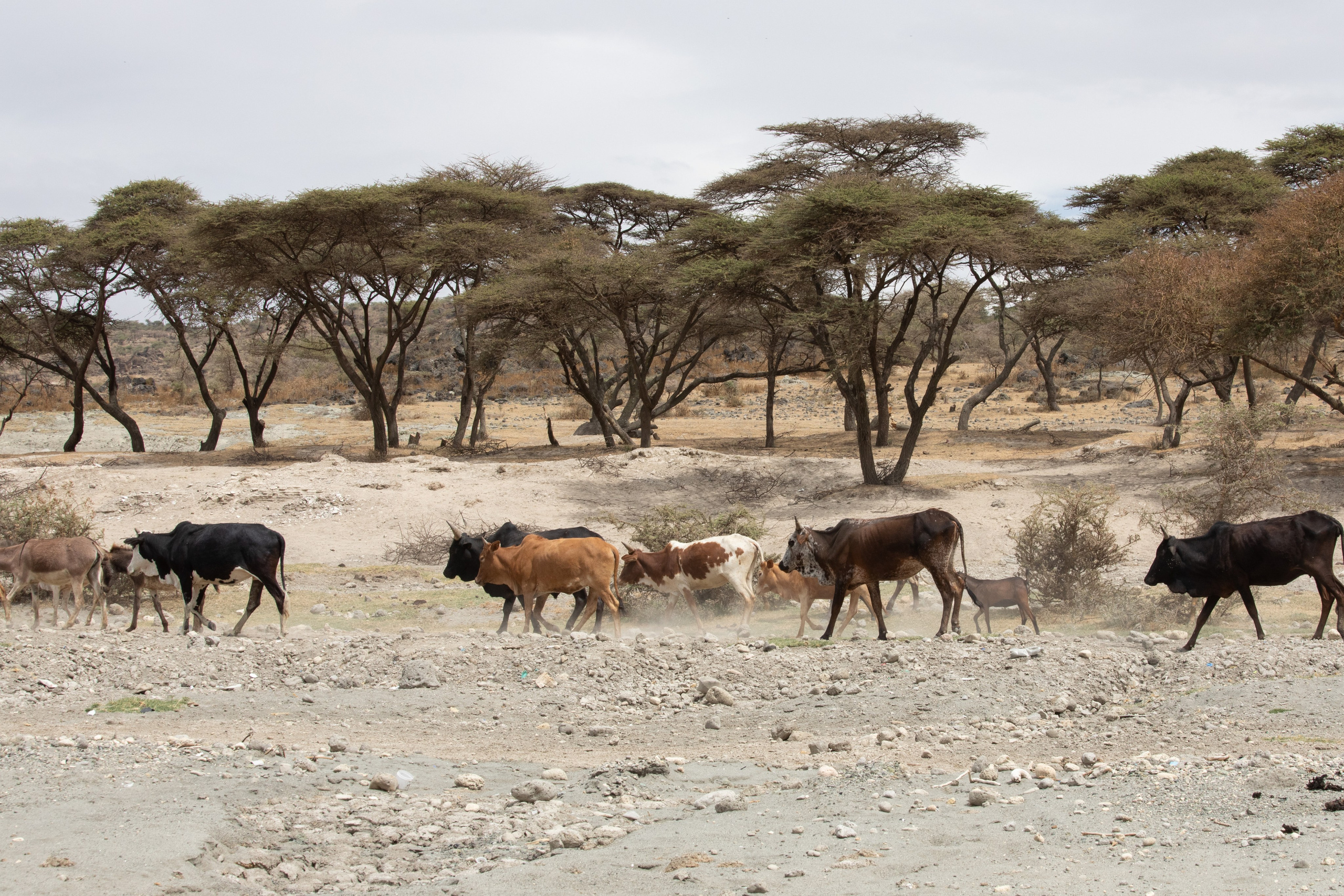 Ethiopia. Documentary, lifestile photographer in Morocco Marina Chaikovskaia
