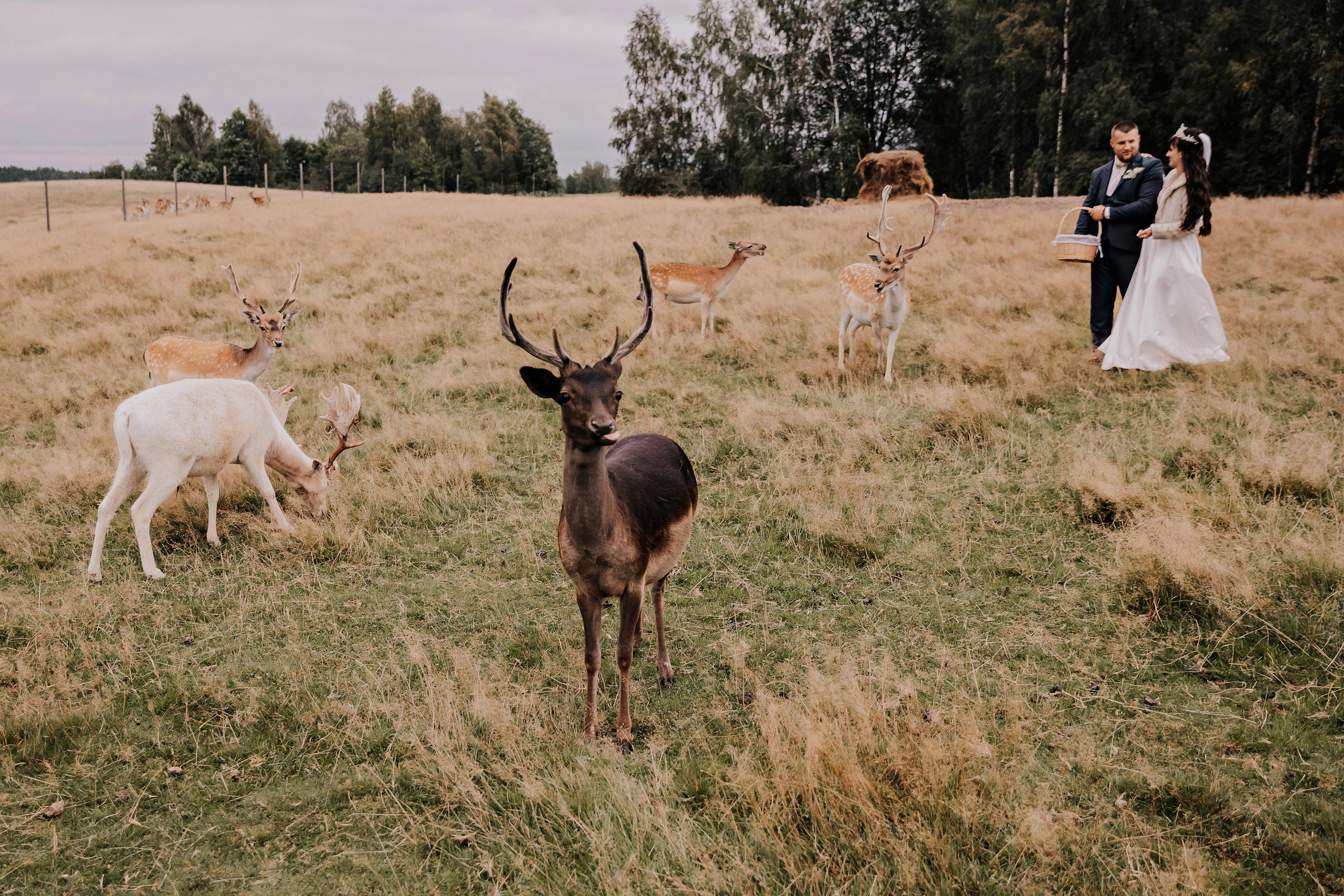 Justīne & Ivars. ФОТОГРАФ |ЛАТВИЯ | ДАУГАВПИЛС|