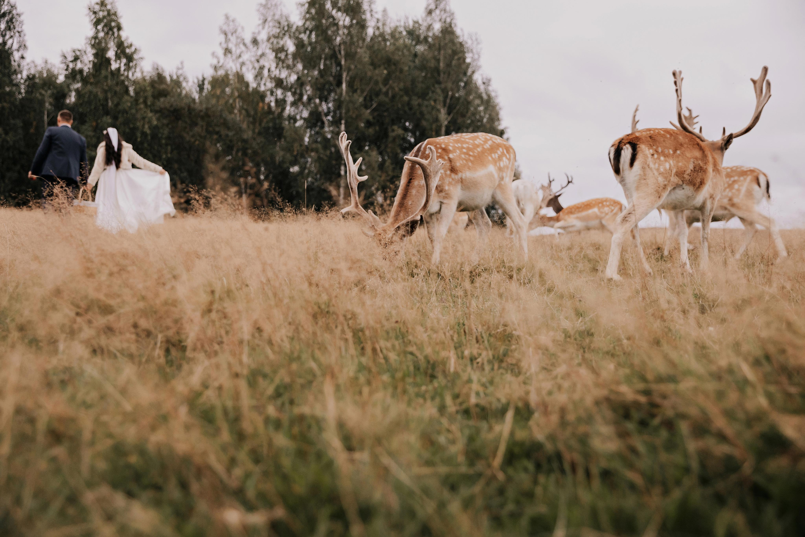 Justīne & Ivars. ФОТОГРАФ |ЛАТВИЯ | ДАУГАВПИЛС|