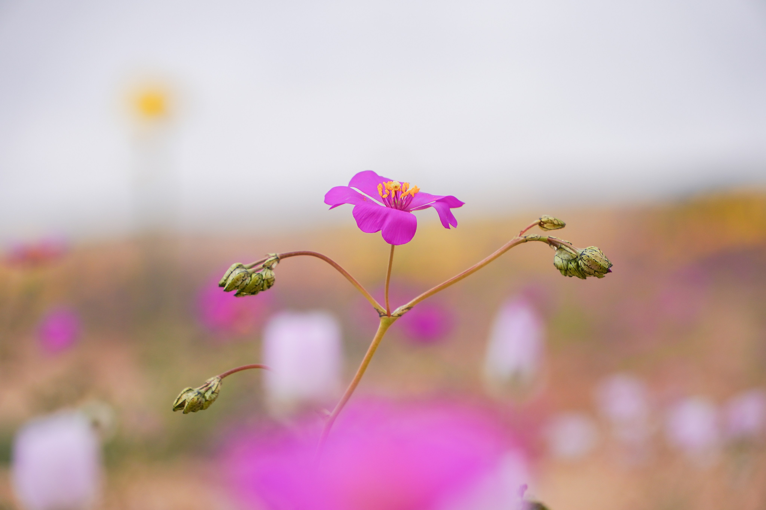 C Λ S N Λ | Fotografías
