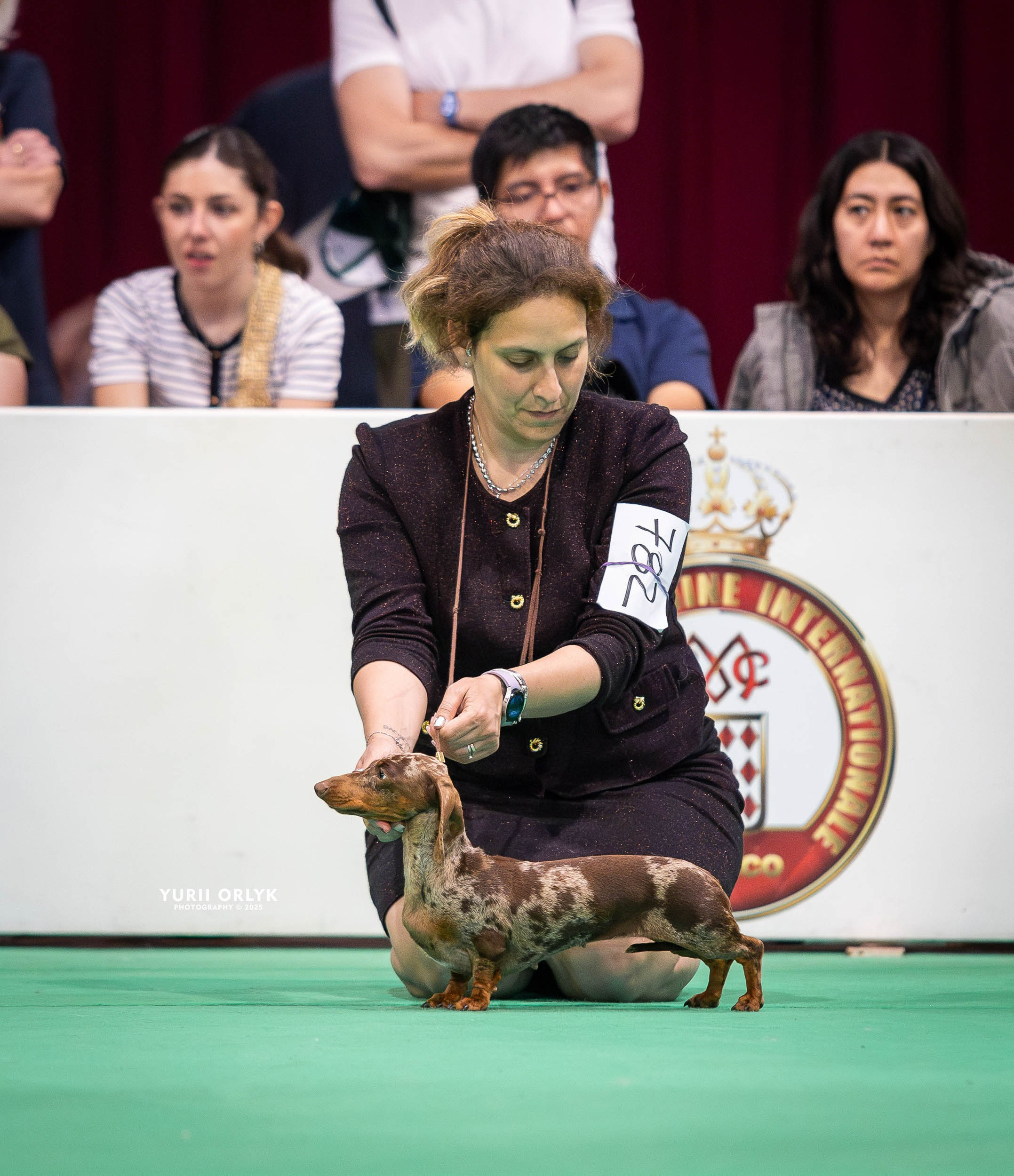 Dog Shows. Yurii Orlyk Photography