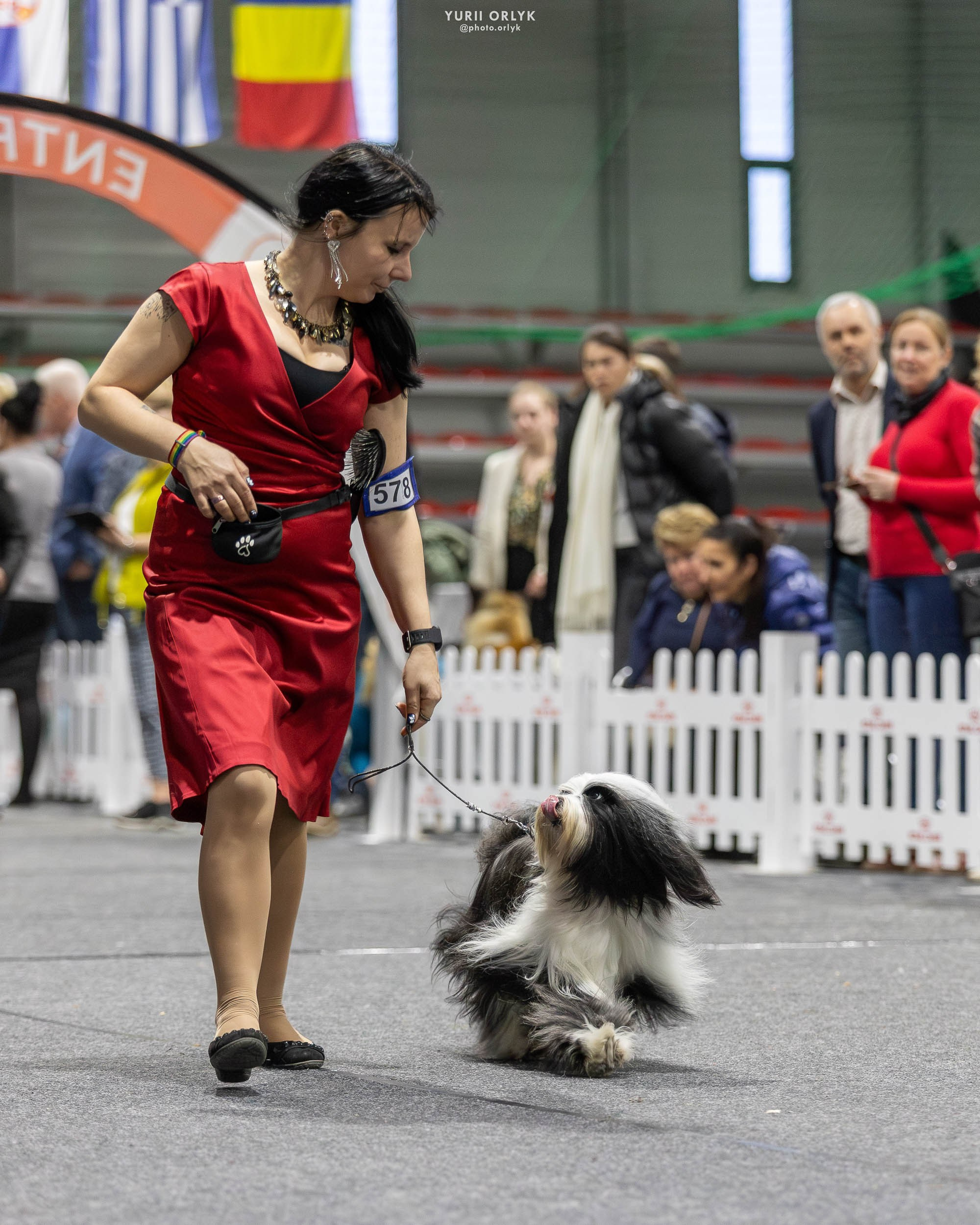 Dog Shows. Yurii Orlyk Photography