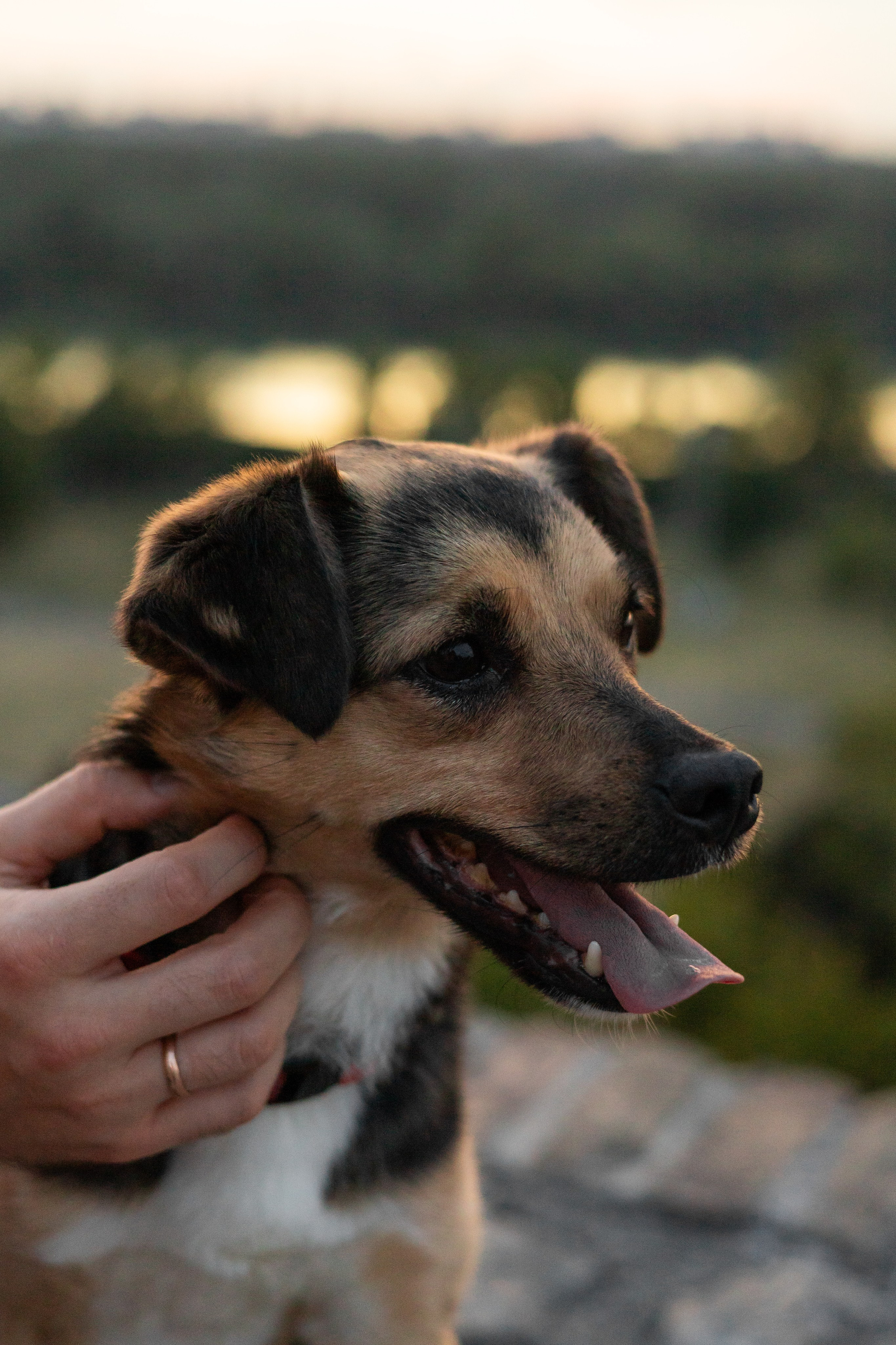 Настя, Денис и Мося. Фотограф-анималист | Белград