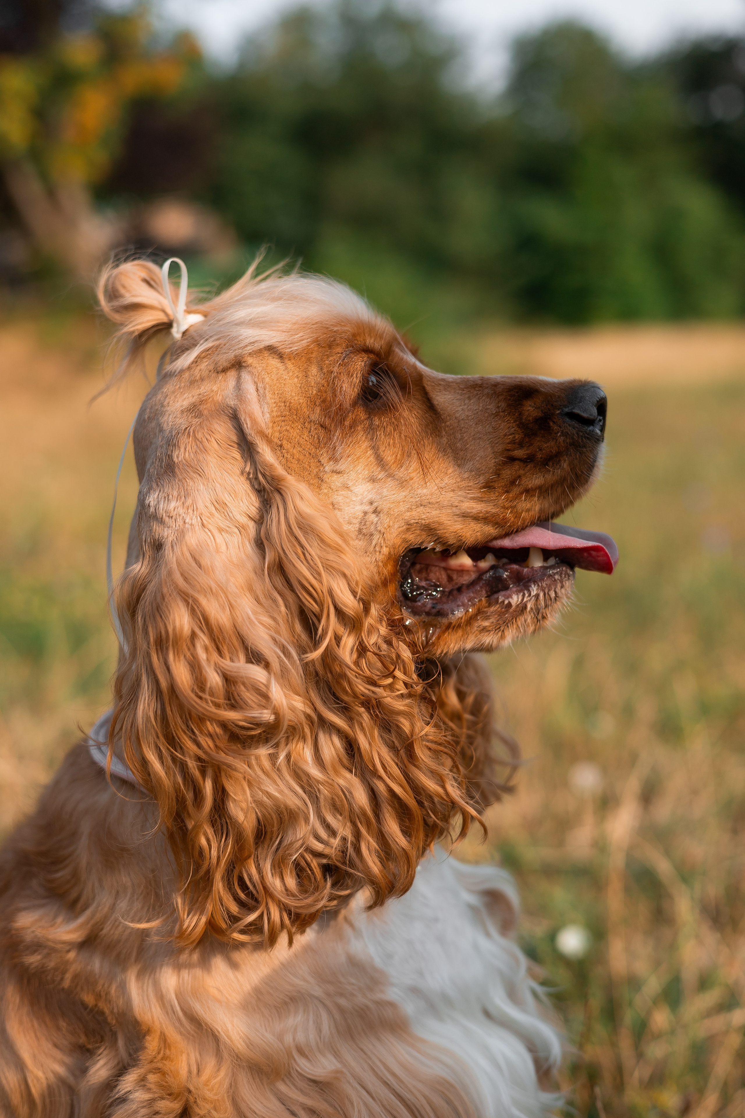 Алина и Юки. Фотограф-анималист | Белград