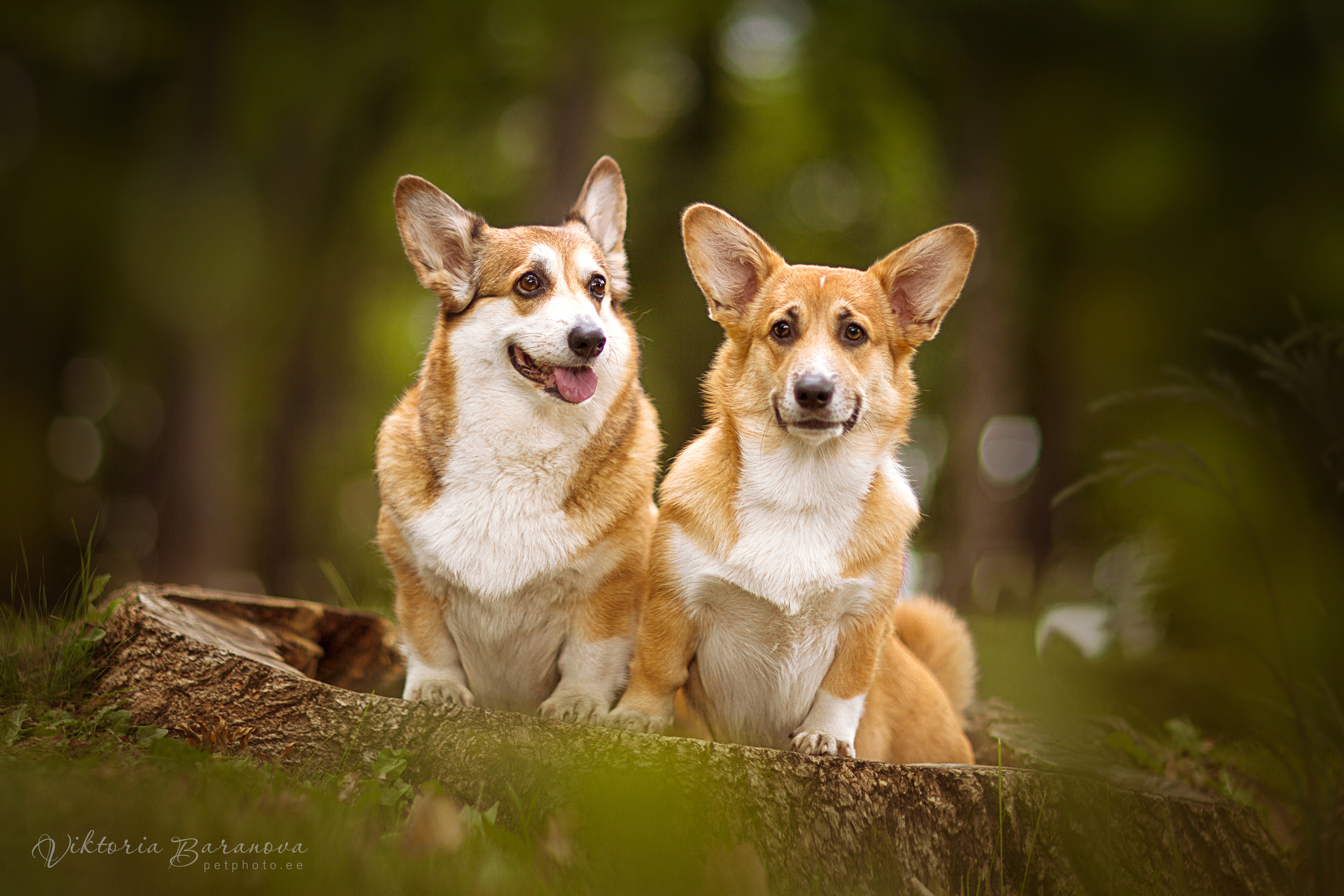 Животные. Фотограф в Таллине Виктория Баранова |фотосессии и обучение / Photographer Viktoria Baranova