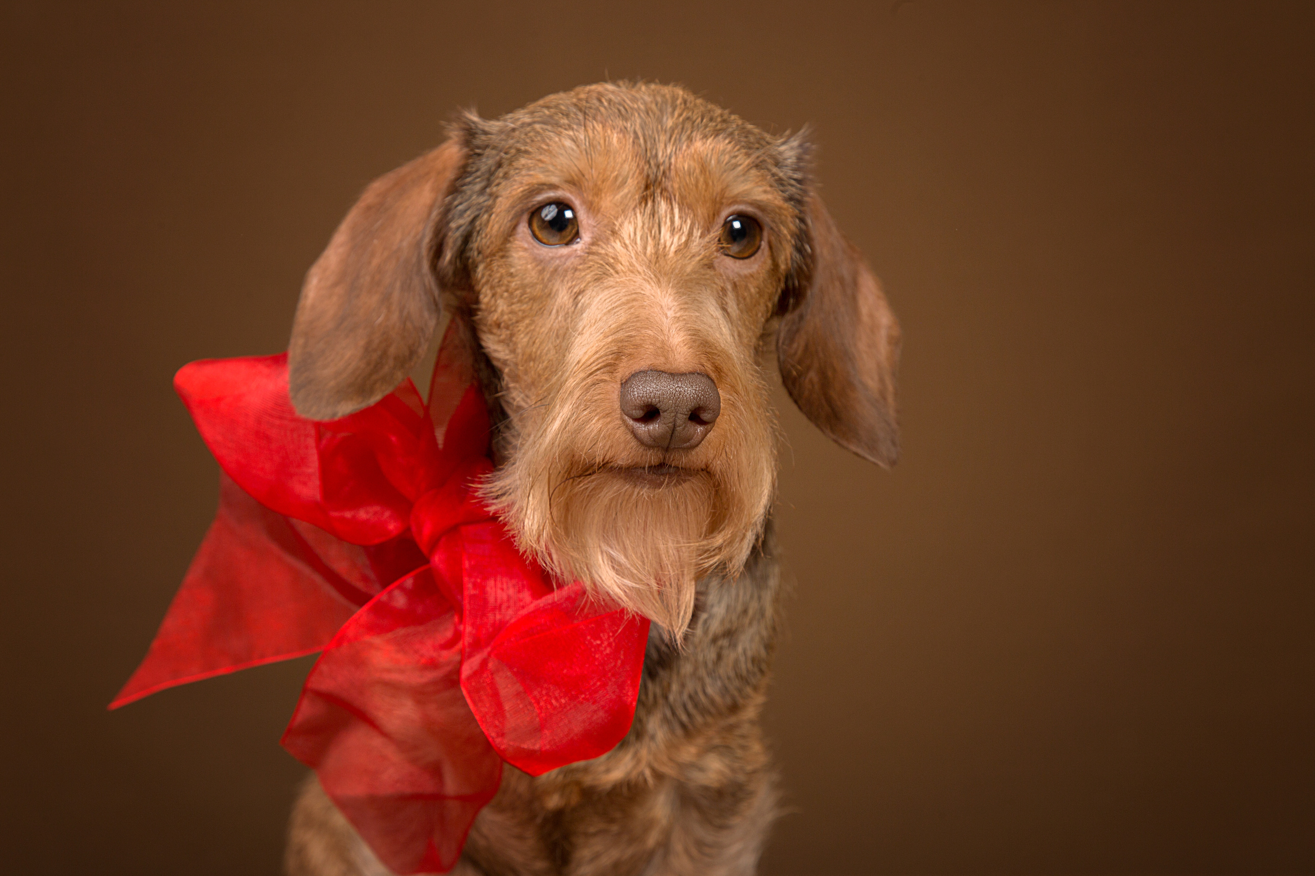 Животные. Фотограф в Таллине Виктория Баранова |фотосессии и обучение / Photographer Viktoria Baranova