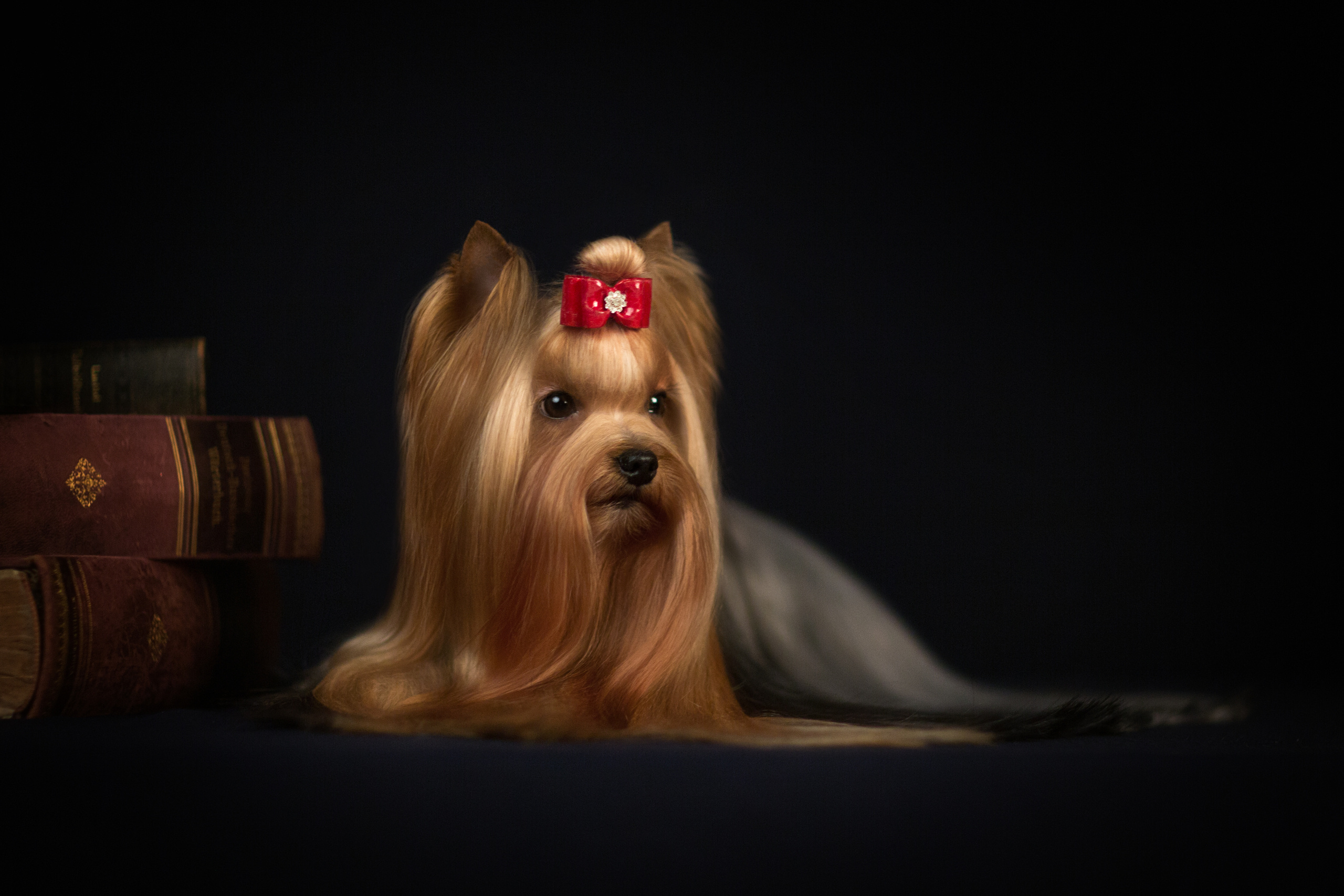 Kaya. Фотограф в Таллине Виктория Баранова |фотосессии и обучение / Photographer Viktoria Baranova