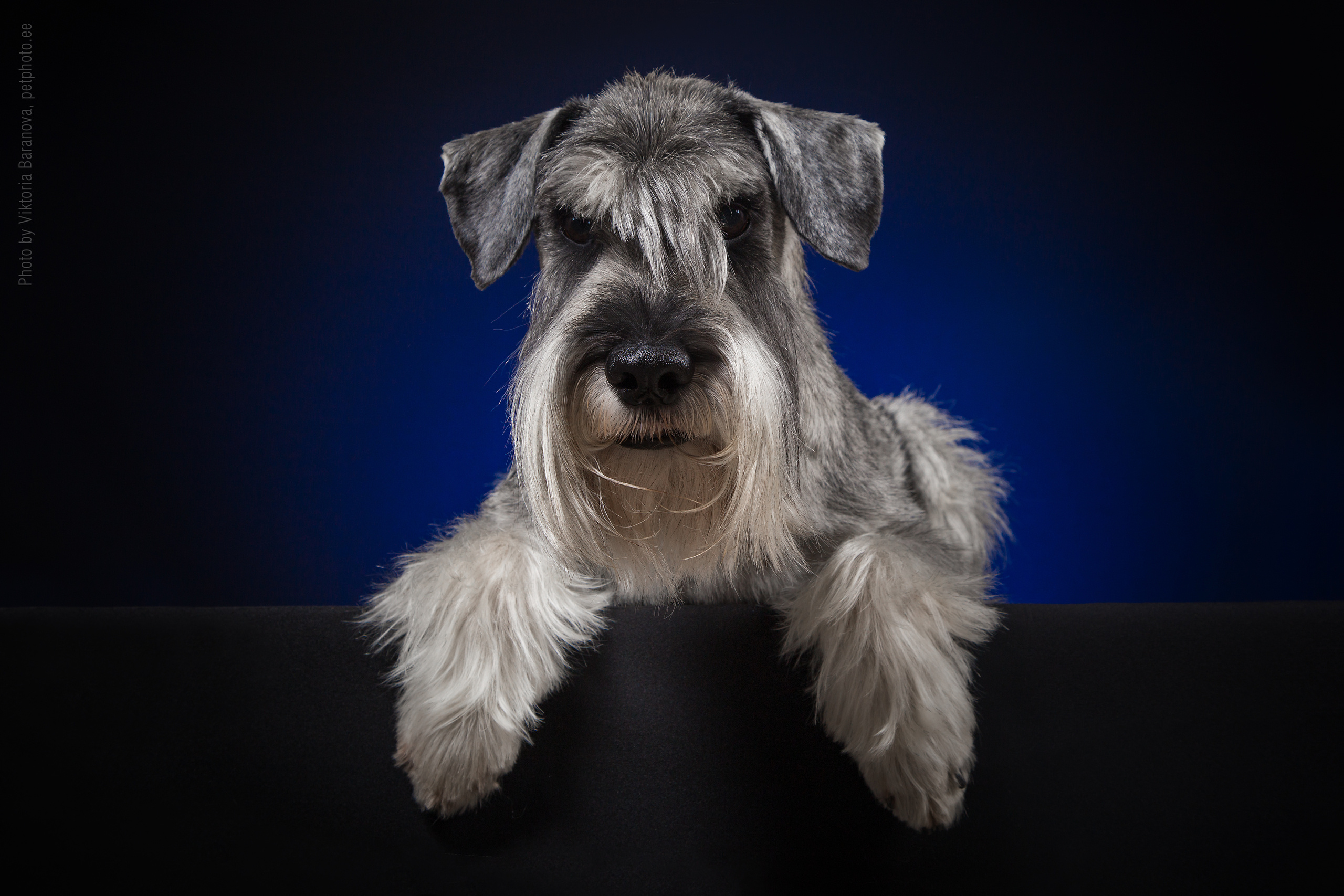 Sveta Pustovalova (6 фото). Фотограф в Таллине Виктория Баранова |фотосессии и обучение / Photographer Viktoria Baranova