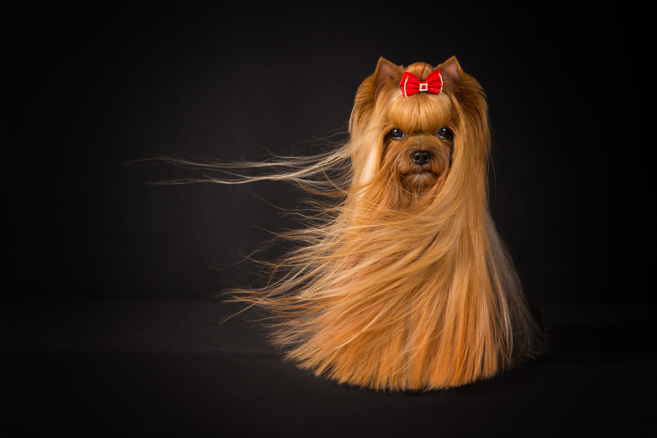 Животные. Фотограф в Таллине Виктория Баранова |фотосессии и обучение / Photographer Viktoria Baranova