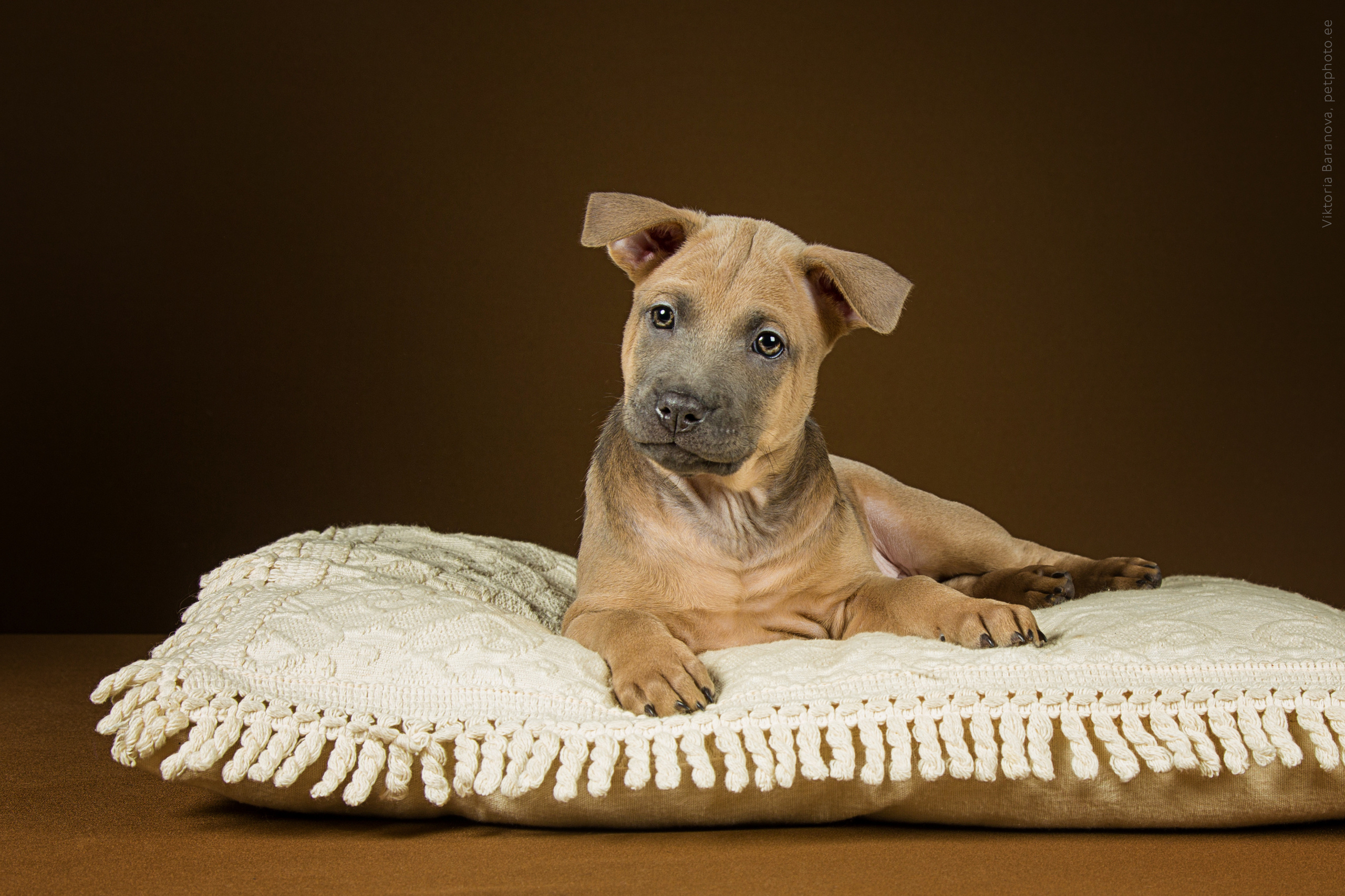 Животные. Фотограф в Таллине Виктория Баранова |фотосессии и обучение / Photographer Viktoria Baranova