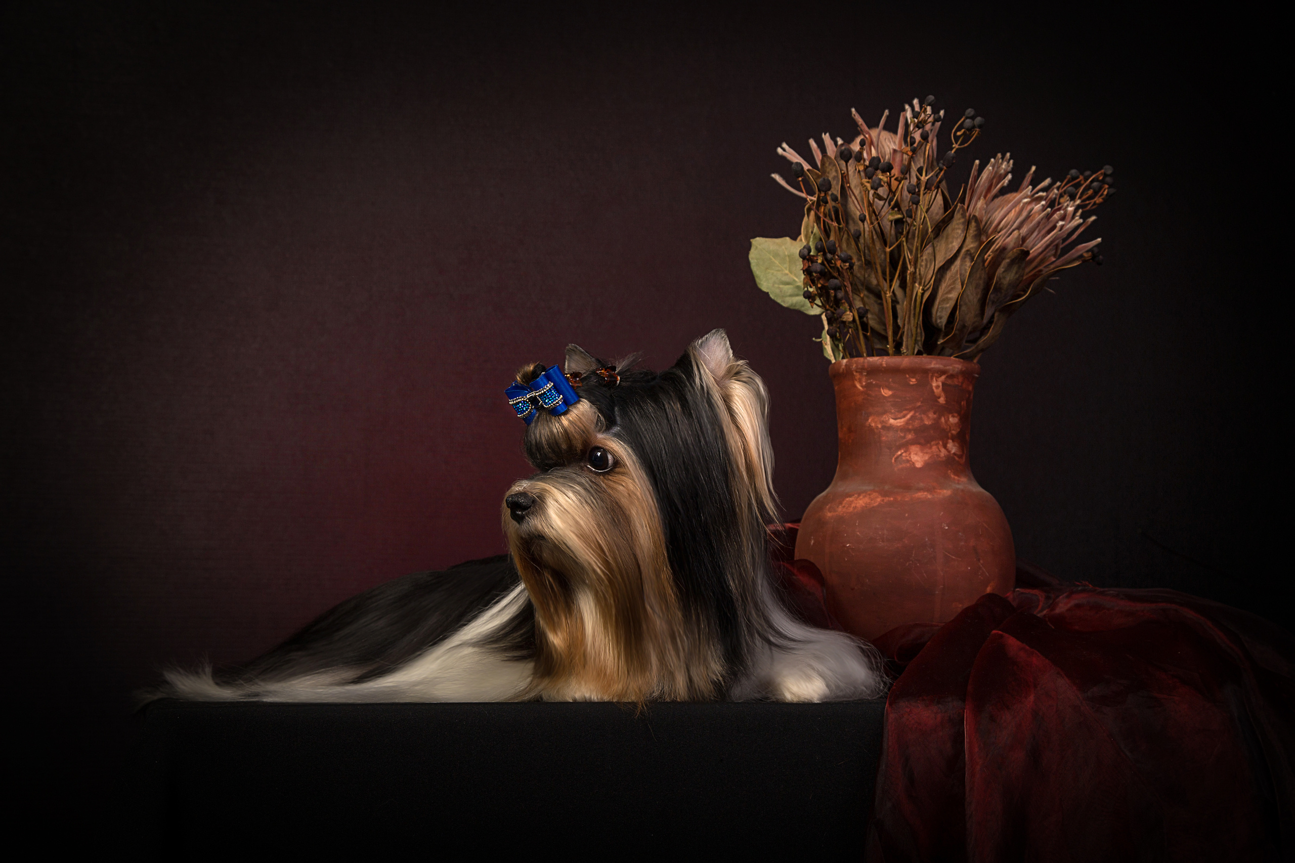 Животные. Фотограф в Таллине Виктория Баранова |фотосессии и обучение / Photographer Viktoria Baranova