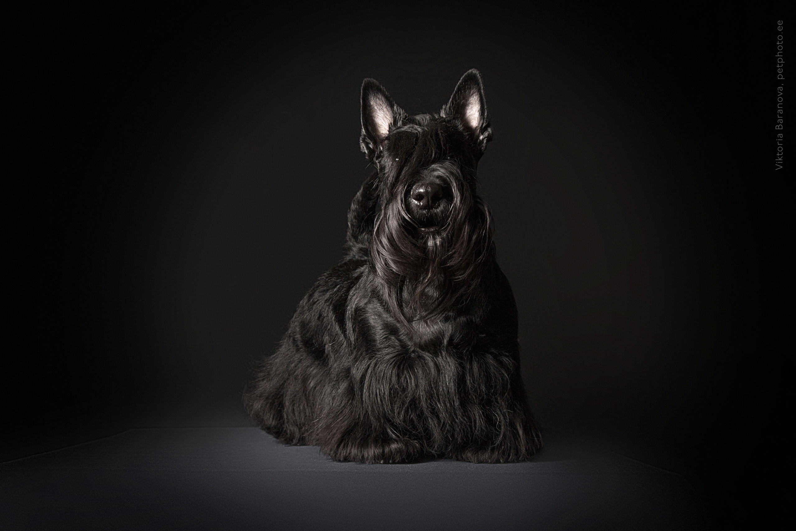 Животные. Фотограф в Таллине Виктория Баранова |фотосессии и обучение / Photographer Viktoria Baranova