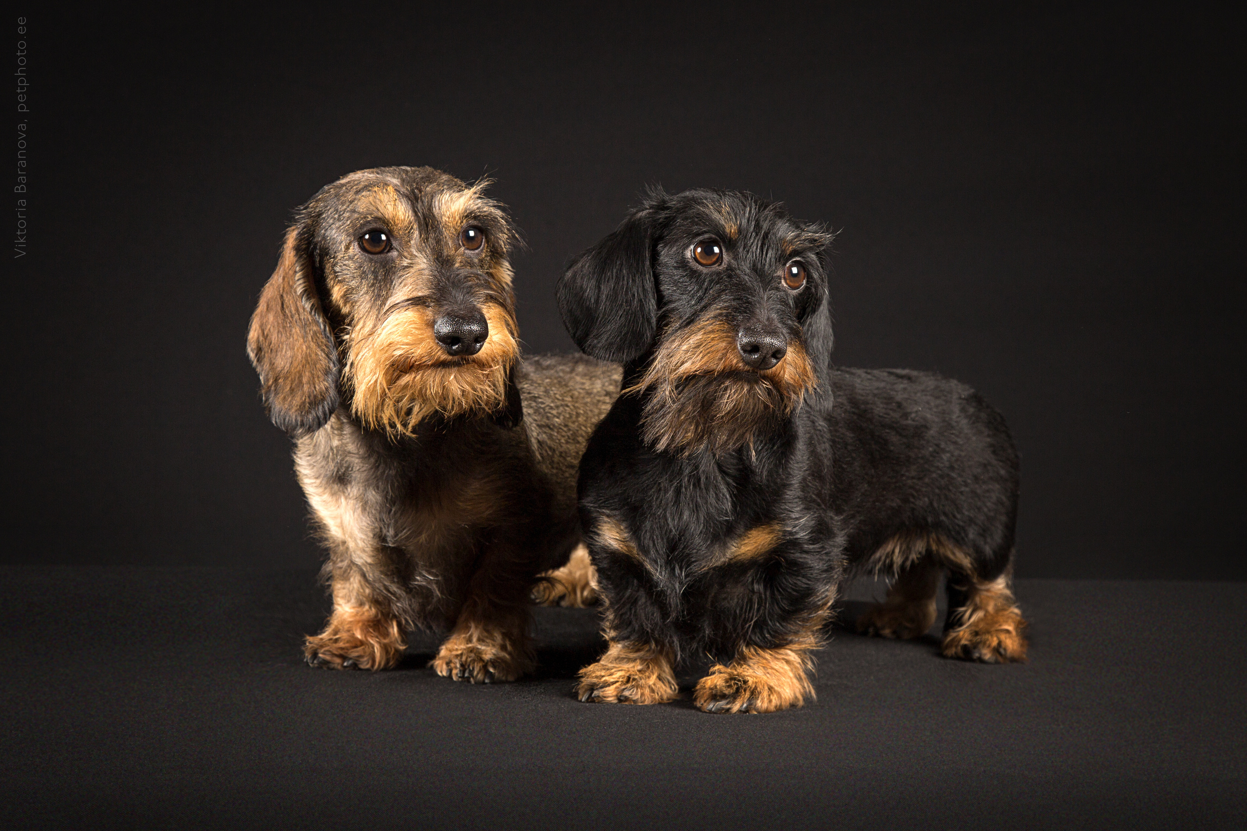 Животные. Фотограф в Таллине Виктория Баранова |фотосессии и обучение / Photographer Viktoria Baranova