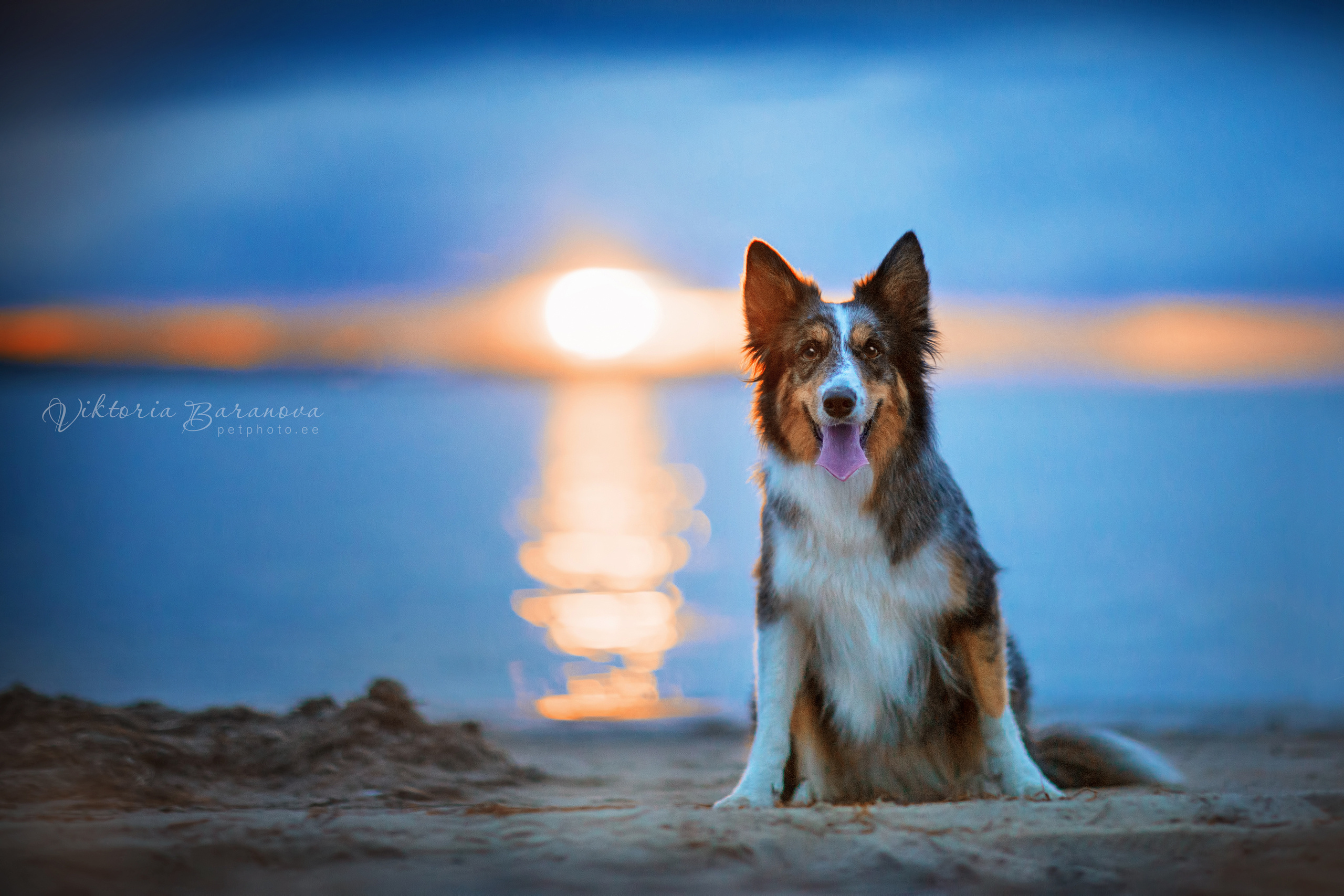 Животные. Фотограф в Таллине Виктория Баранова |фотосессии и обучение / Photographer Viktoria Baranova