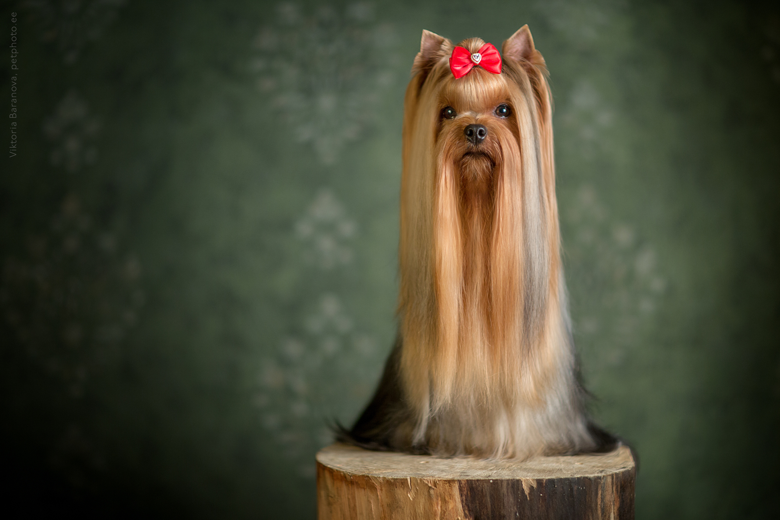 Животные. Фотограф в Таллине Виктория Баранова |фотосессии и обучение / Photographer Viktoria Baranova