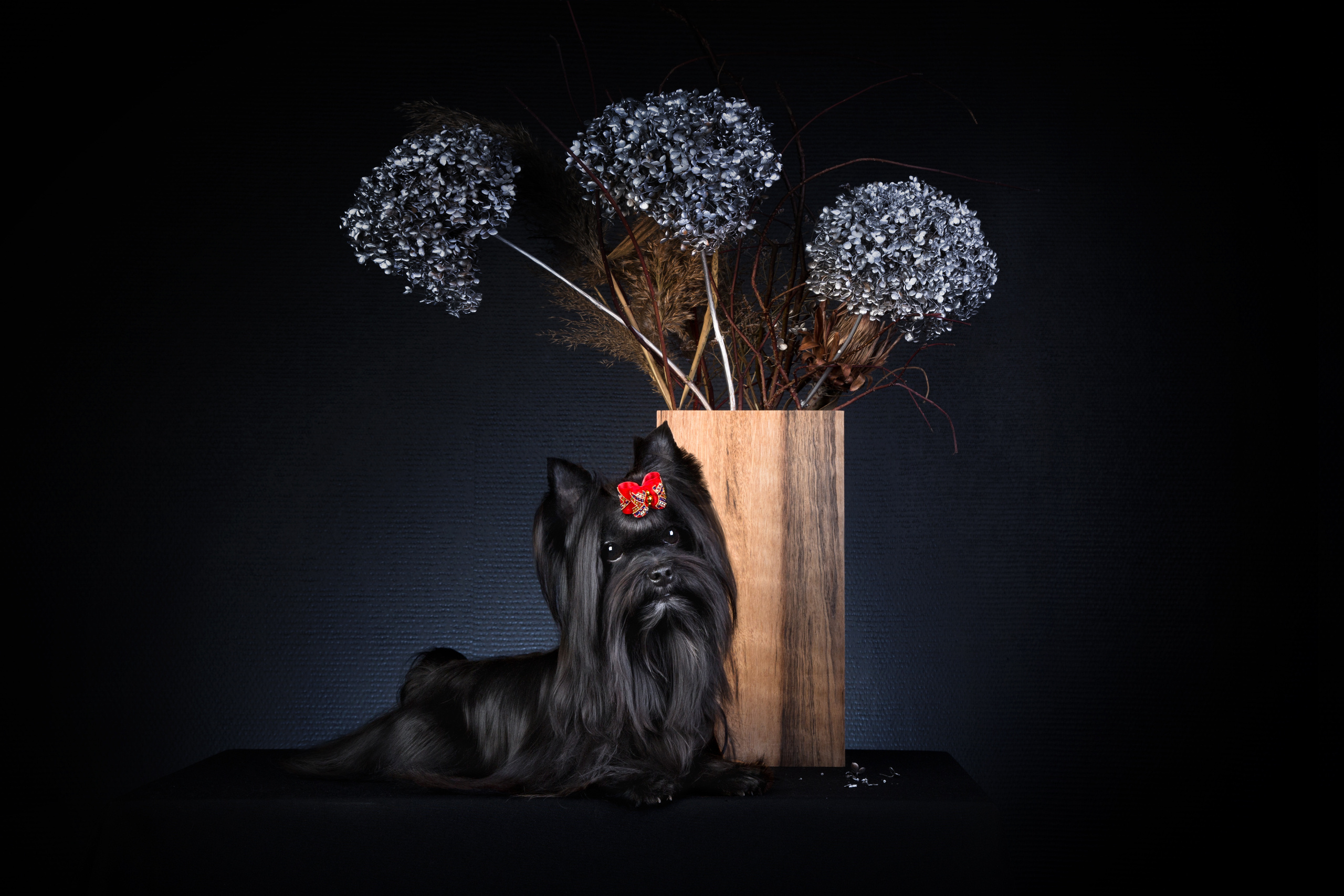 Black york (5 фото). Фотограф в Таллине Виктория Баранова |фотосессии и обучение / Photographer Viktoria Baranova