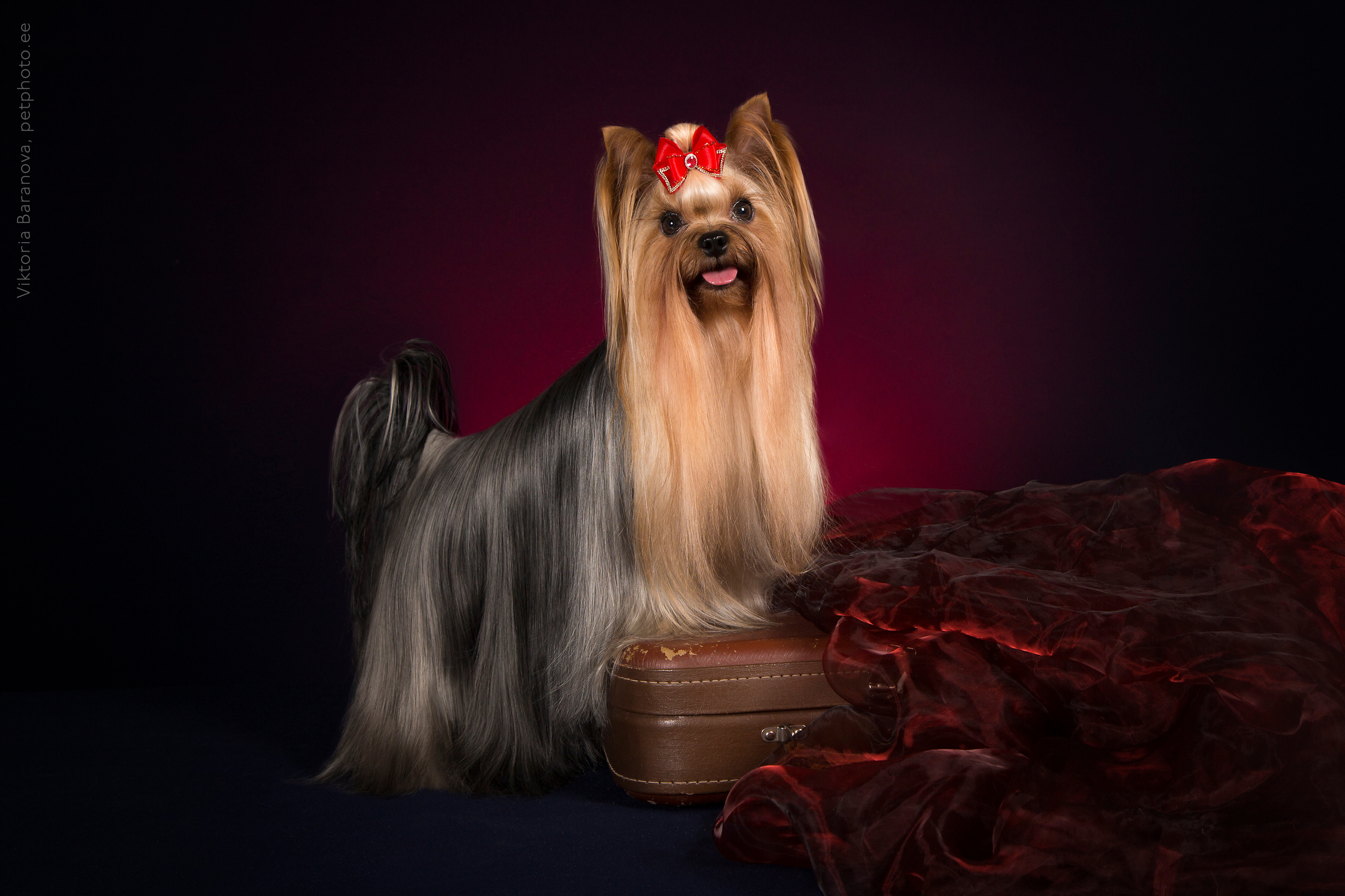 Merike (6 фото). Фотограф в Таллине Виктория Баранова |фотосессии и обучение / Photographer Viktoria Baranova