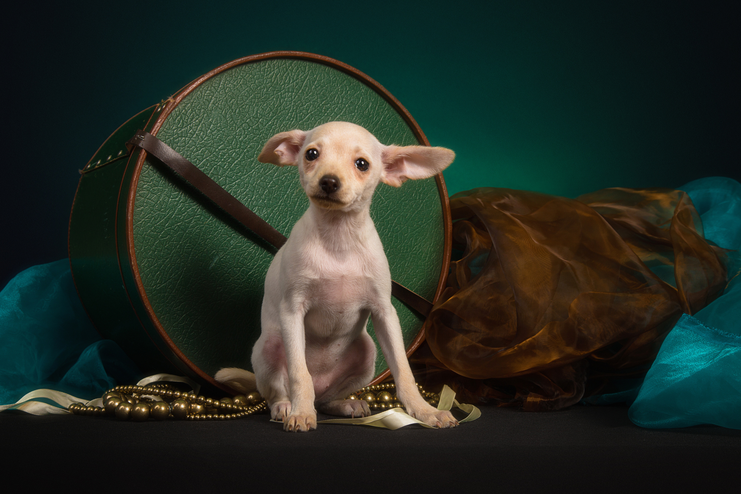 Chihushichki puppies (9 фото). Фотограф в Таллине Виктория Баранова |фотосессии и обучение / Photographer Viktoria Baranova