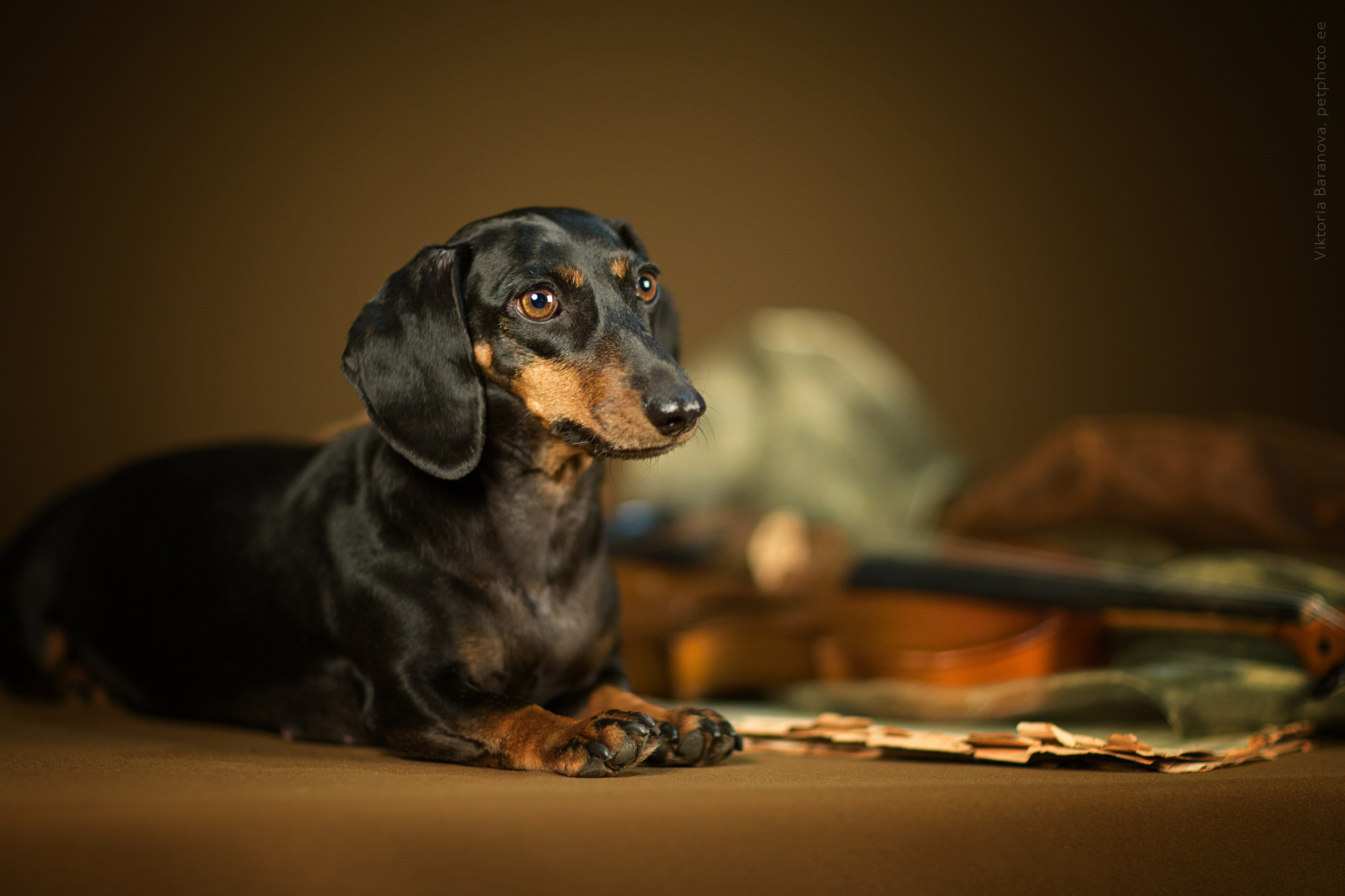 Животные. Фотограф в Таллине Виктория Баранова |фотосессии и обучение / Photographer Viktoria Baranova