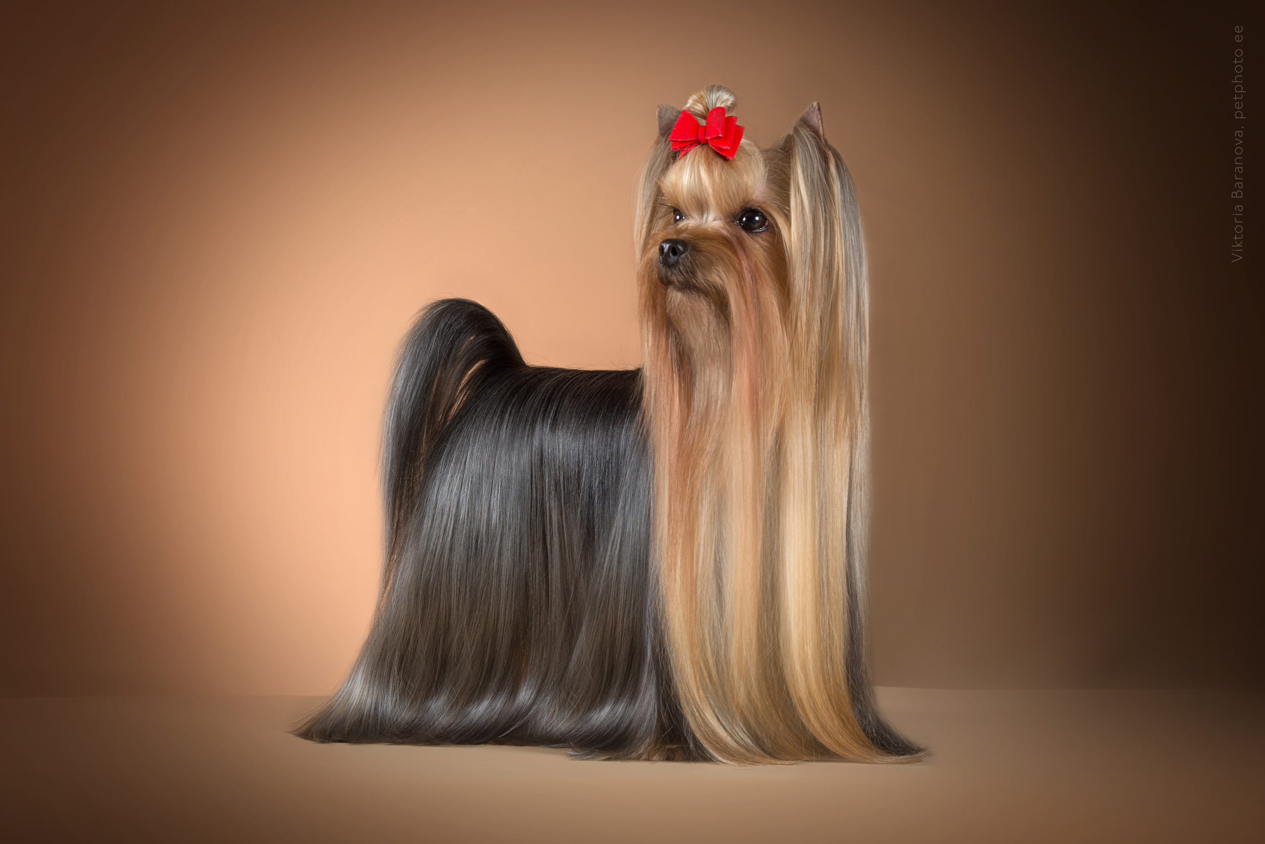 SvetaK. Фотограф в Таллине Виктория Баранова |фотосессии и обучение / Photographer Viktoria Baranova