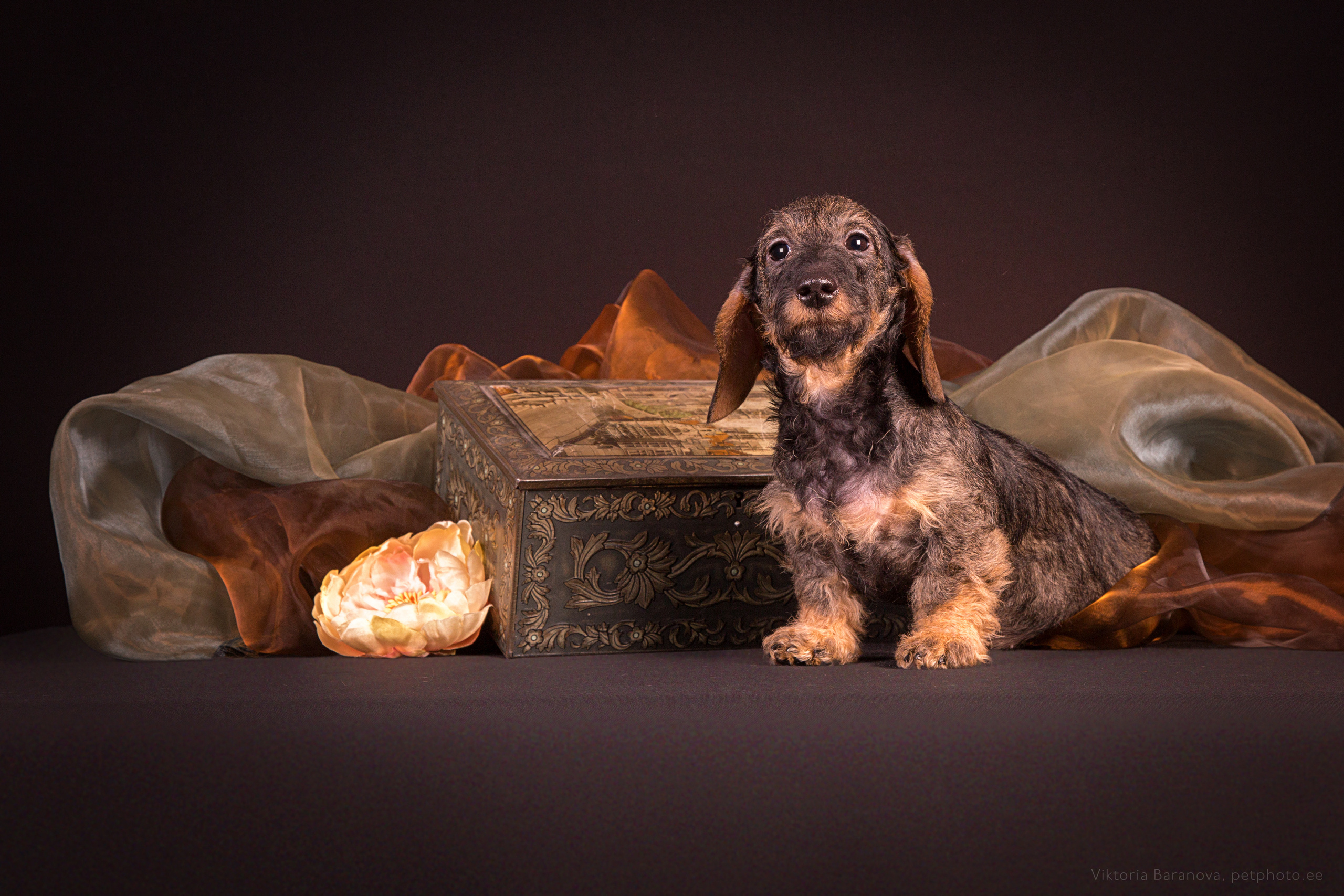 Inga Eik-Olsson (8 фото). Фотограф в Таллине Виктория Баранова |фотосессии и обучение / Photographer Viktoria Baranova