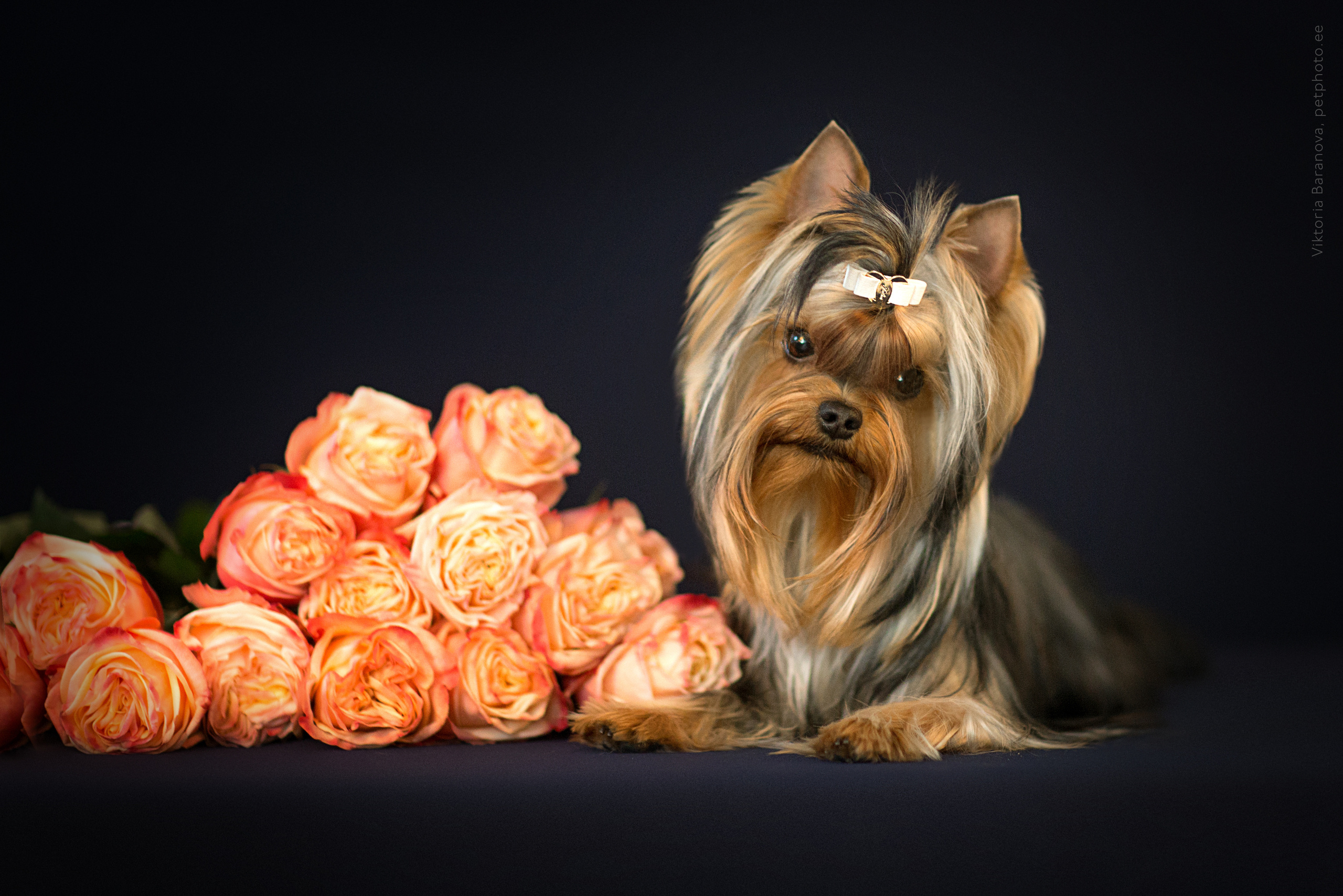 Mishel (9 фото). Фотограф в Таллине Виктория Баранова |фотосессии и обучение / Photographer Viktoria Baranova