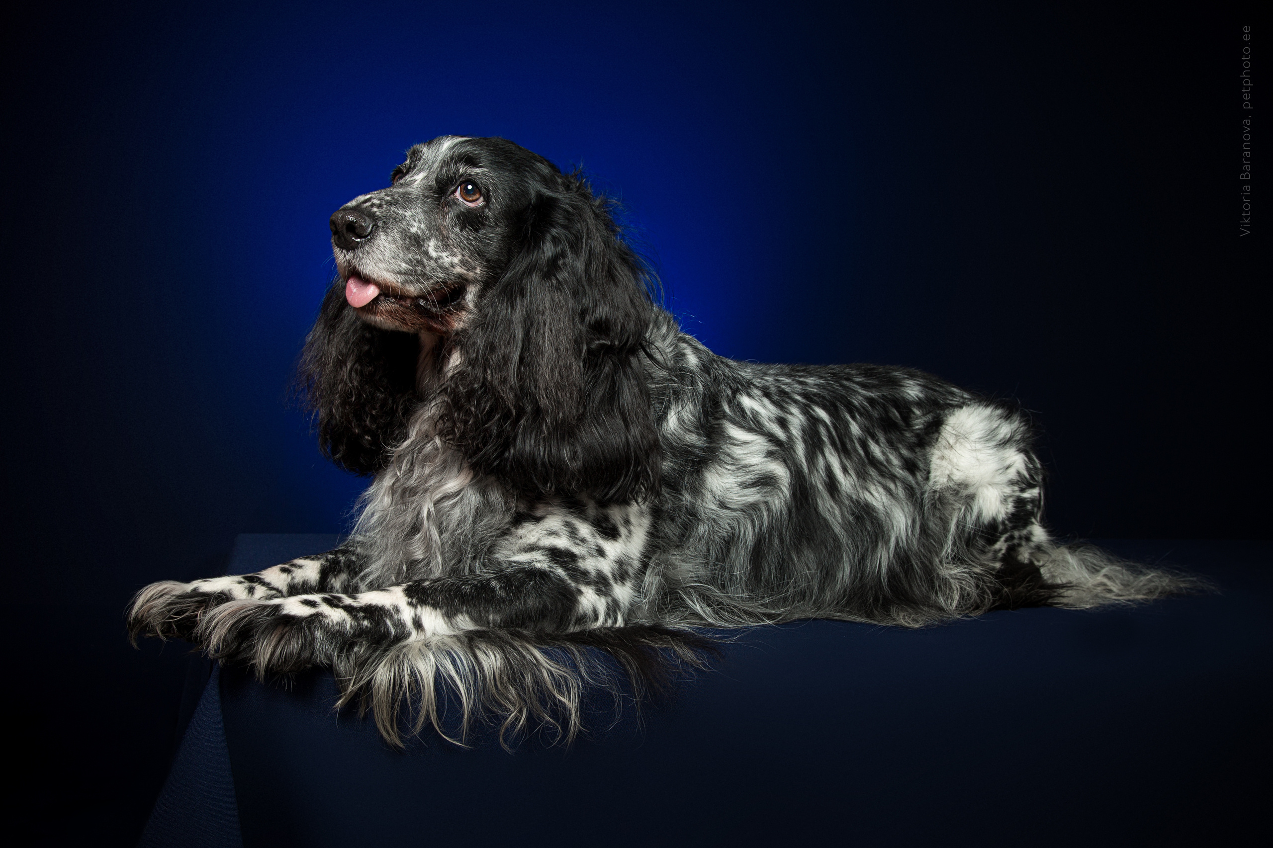 Mira (4 фото). Фотограф в Таллине Виктория Баранова |фотосессии и обучение / Photographer Viktoria Baranova